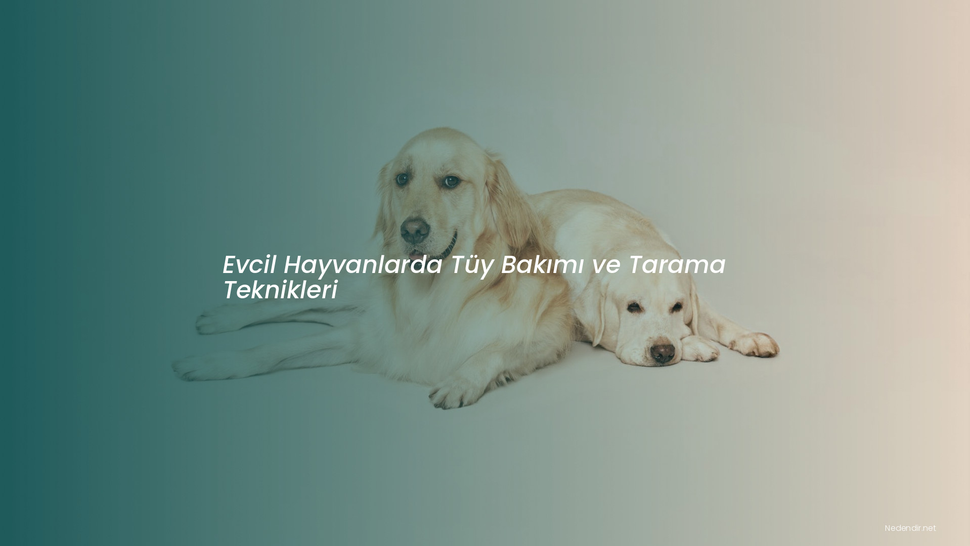 Evcil Hayvanlarda Tüy Bakımı ve Tarama Teknikleri Evcil Hayvanlarda Tüy Bakımı ve Tarama Teknikleri