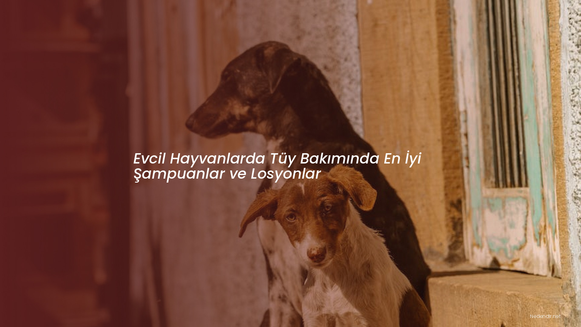 Evcil Hayvanlarda Tüy Bakımında En İyi Şampuanlar ve Losyonlar