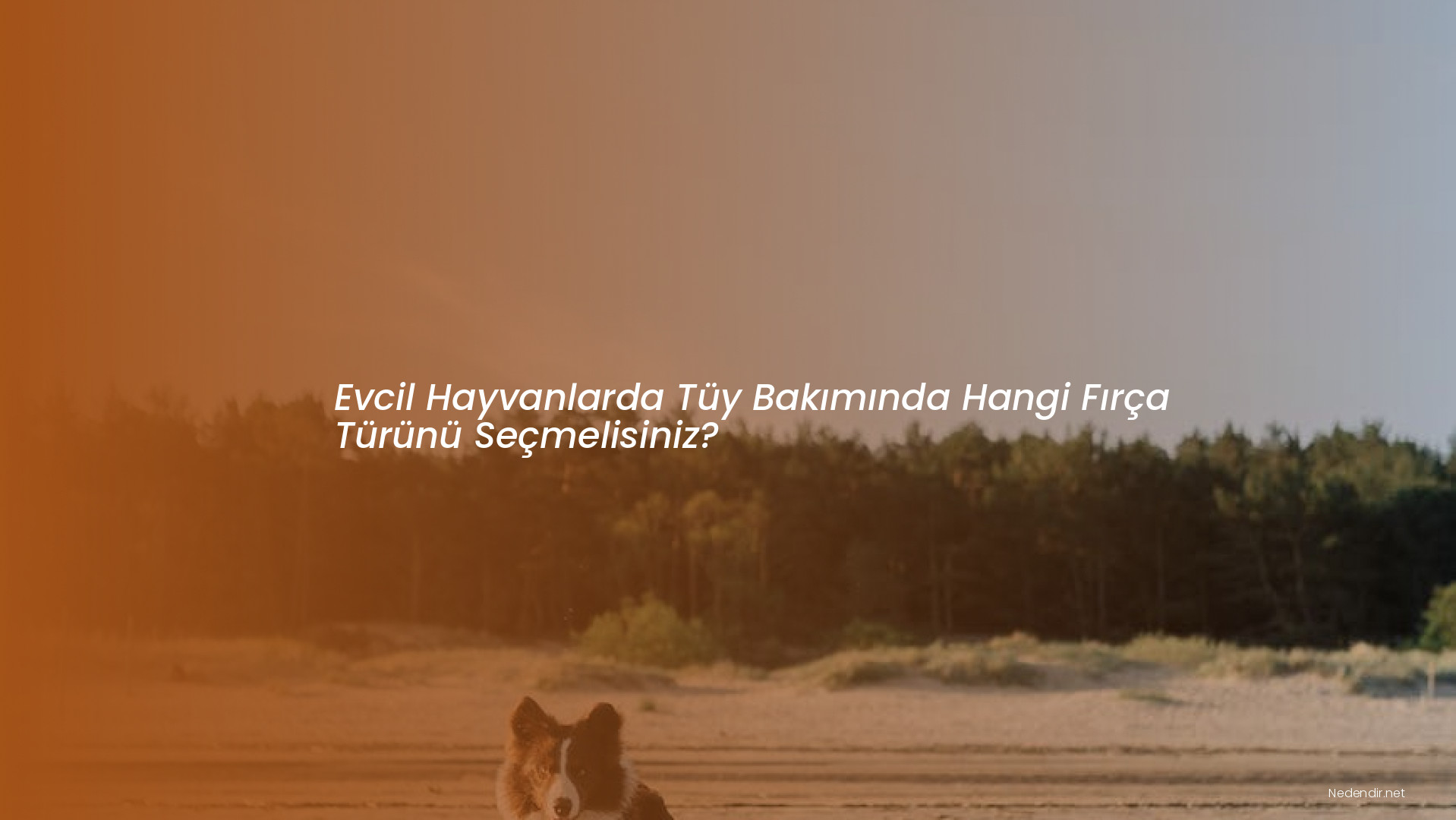 Evcil Hayvanlarda Tüy Bakımında Hangi Fırça Türünü Seçmelisiniz?