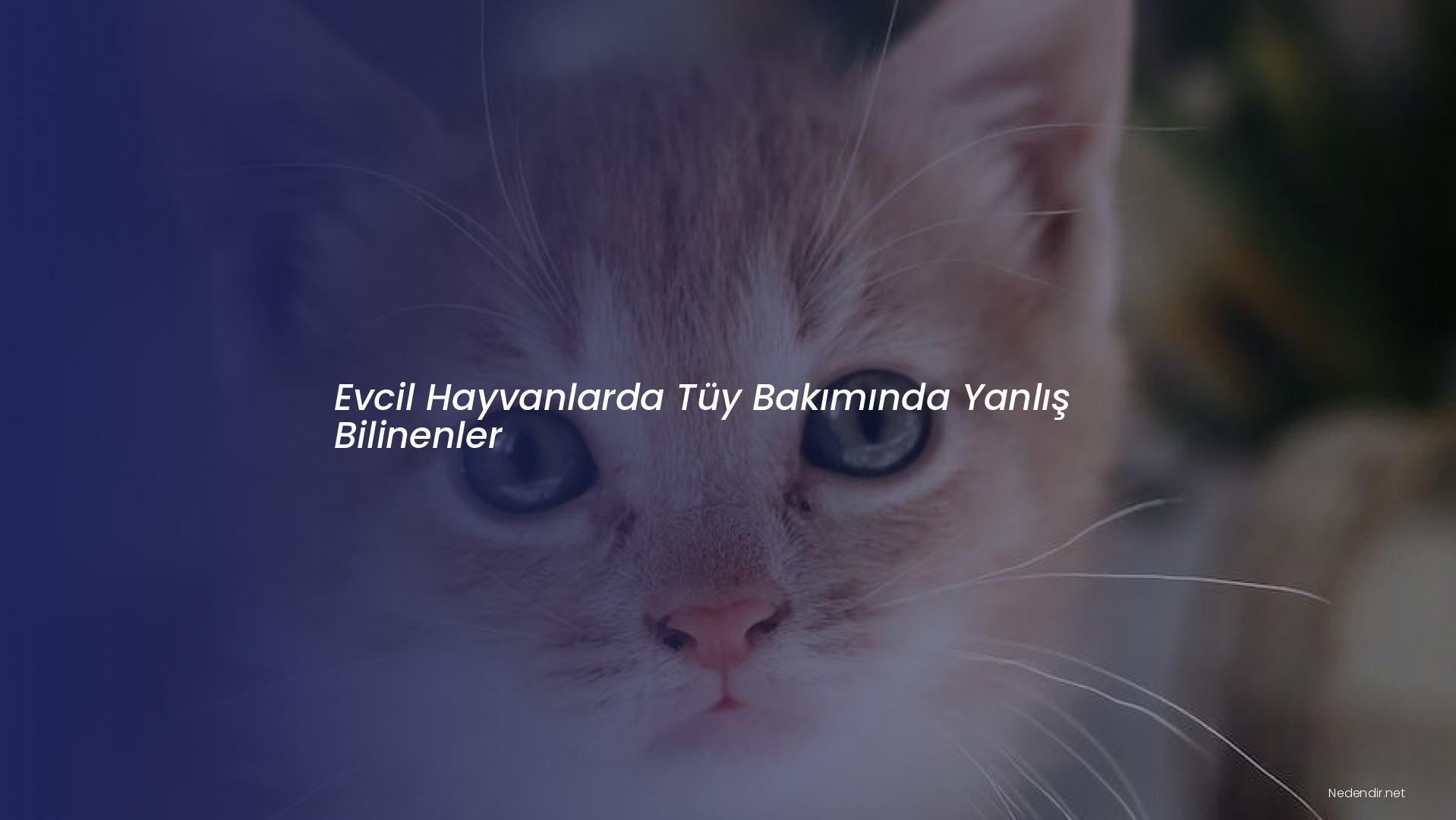 Evcil Hayvanlarda Tüy Bakımında Yanlış Bilinenler