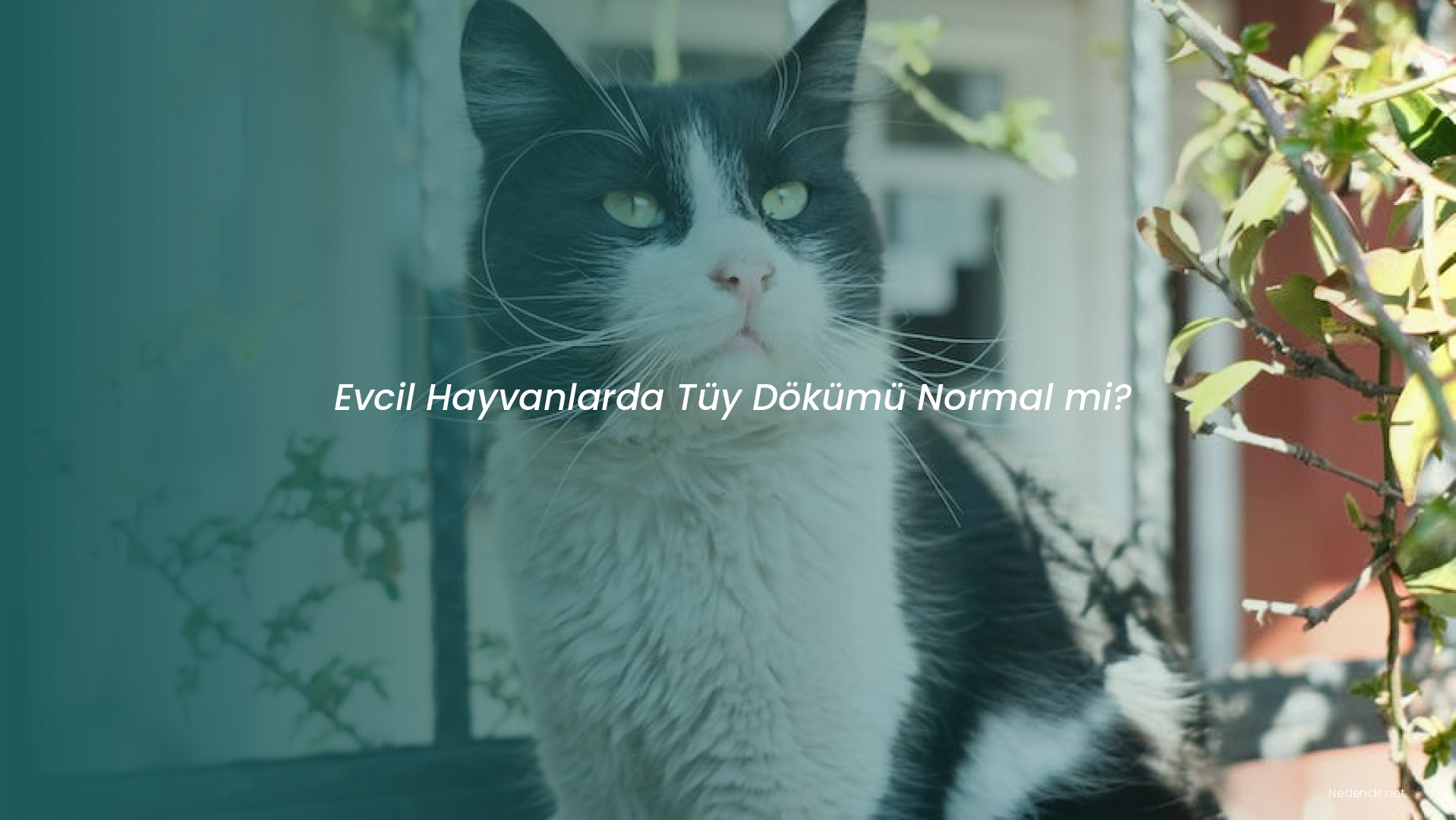 Evcil Hayvanlarda Tüy Dökümü Normal mi?