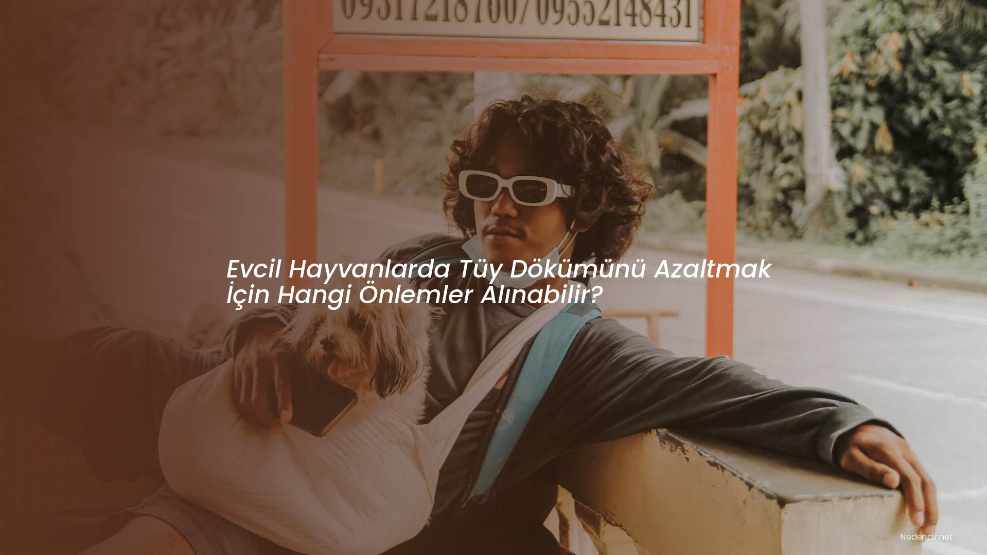 Evcil Hayvanlarda Tüy Dökümünü Azaltmak İçin Hangi Önlemler Alınabilir?