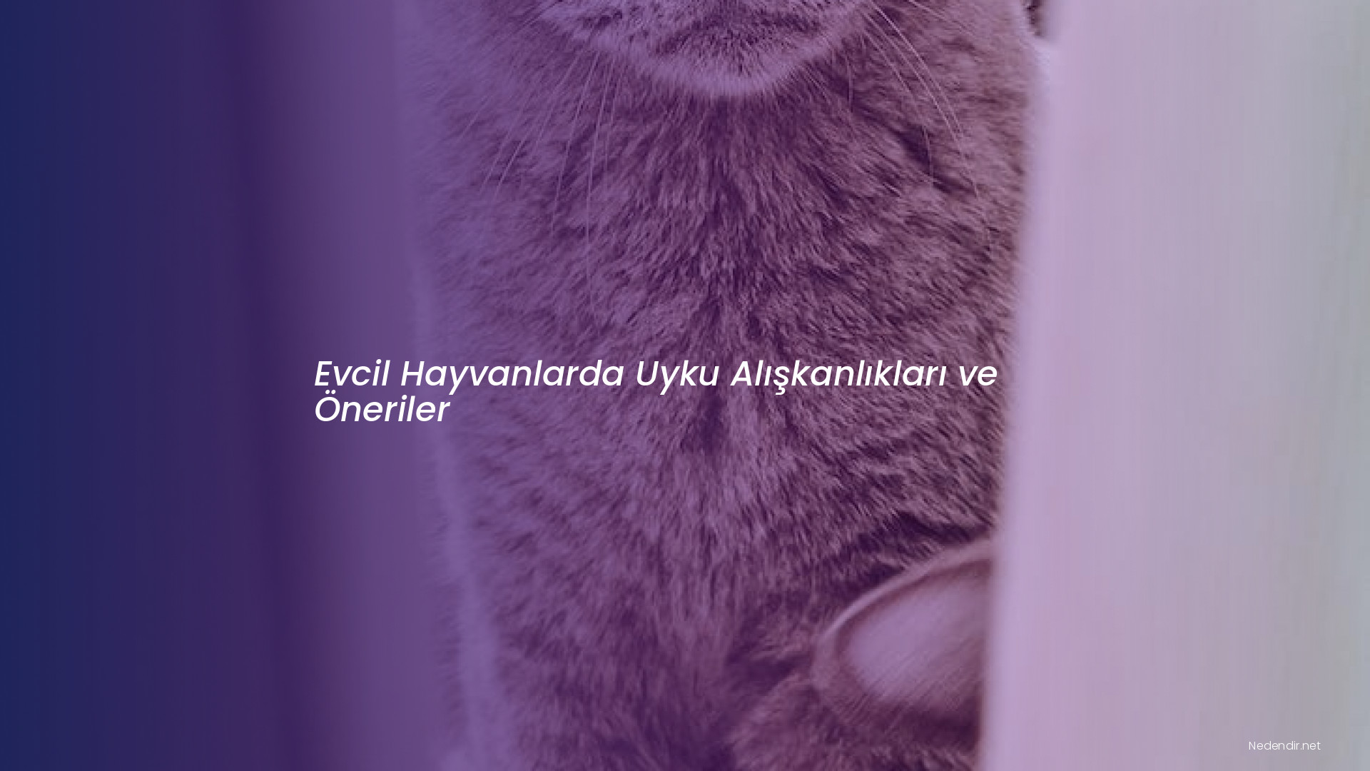 Evcil Hayvanlarda Uyku Alışkanlıkları ve Öneriler
