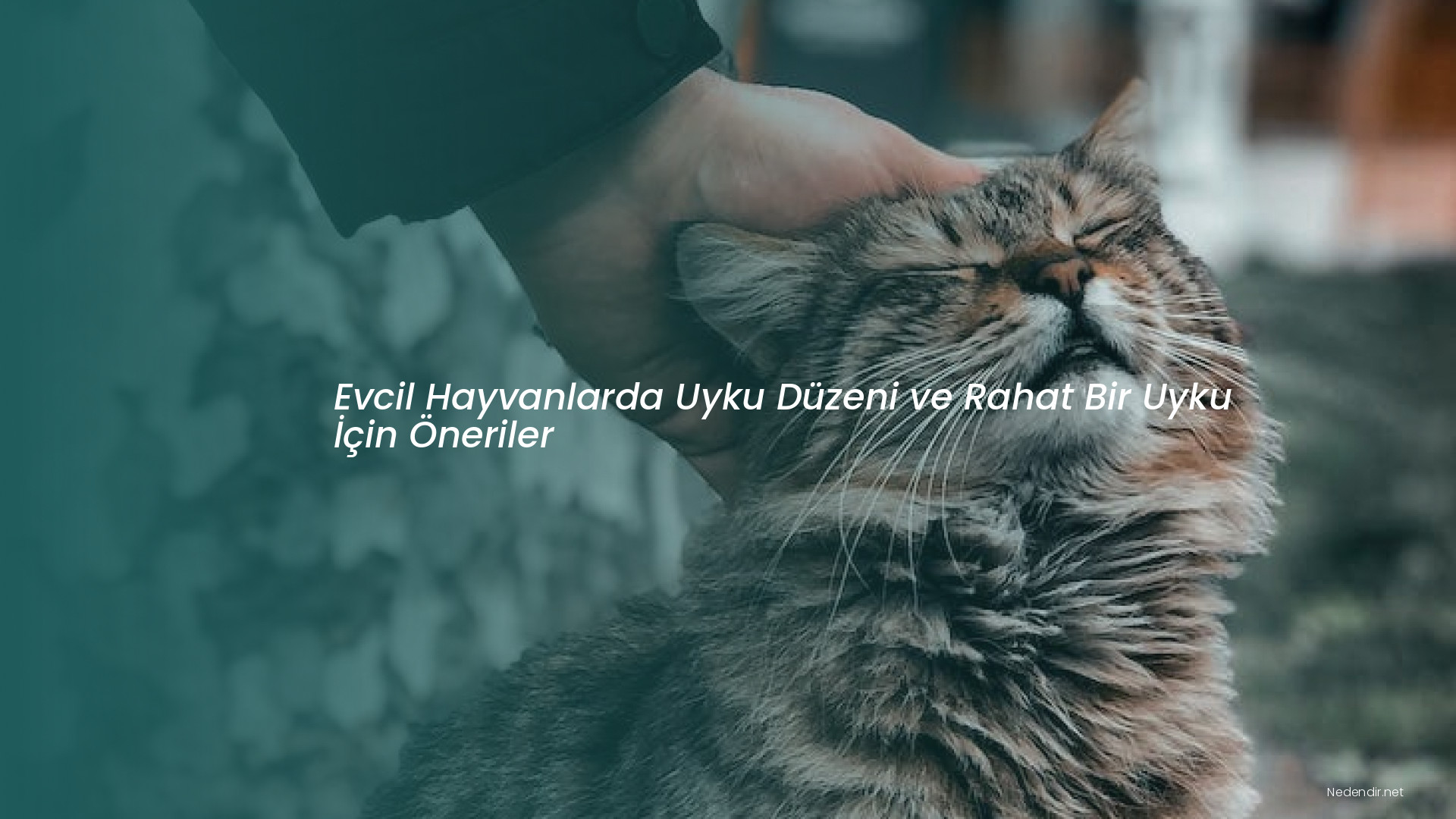 Evcil Hayvanlarda Uyku Düzeni ve Rahat Bir Uyku İçin Öneriler Evcil Hayvanlarda Uyku Düzeni ve Rahat Bir Uyku İçin Öneriler