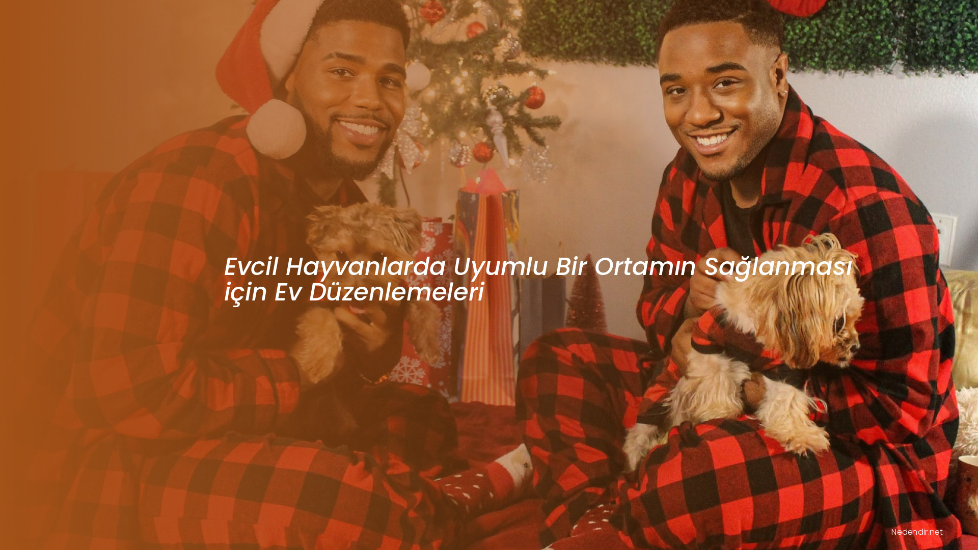 Evcil Hayvanlarda Uyumlu Bir Ortamın Sağlanması için Ev Düzenlemeleri