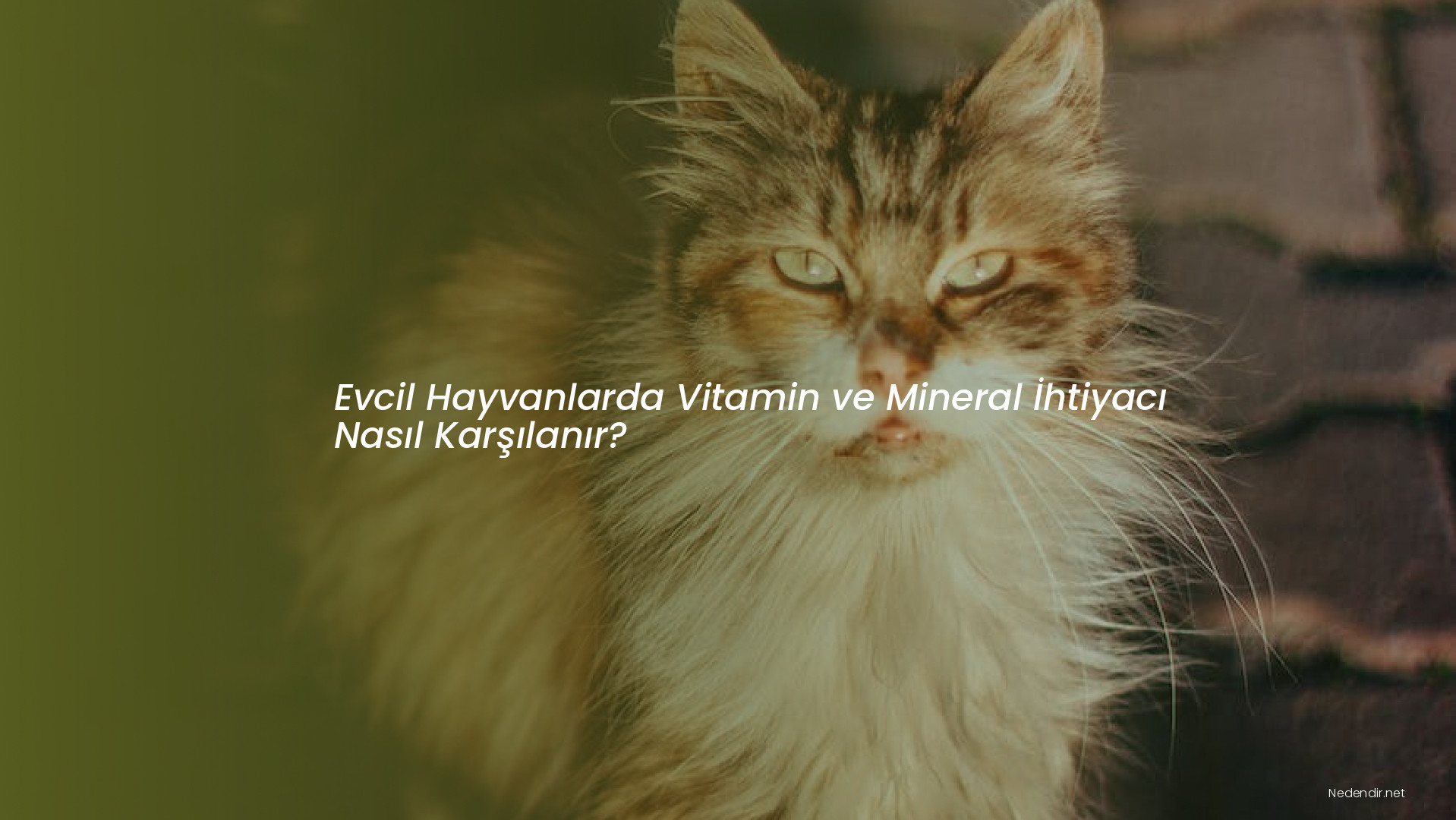 Evcil Hayvanlarda Vitamin ve Mineral İhtiyacı Nasıl Karşılanır?