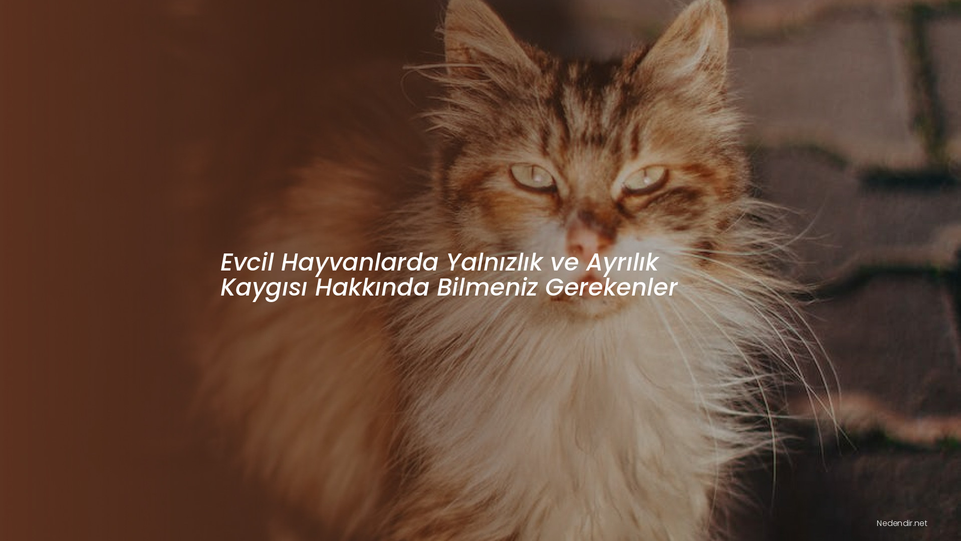 Evcil Hayvanlarda Yalnızlık ve Ayrılık Kaygısı Hakkında Bilmeniz Gerekenler