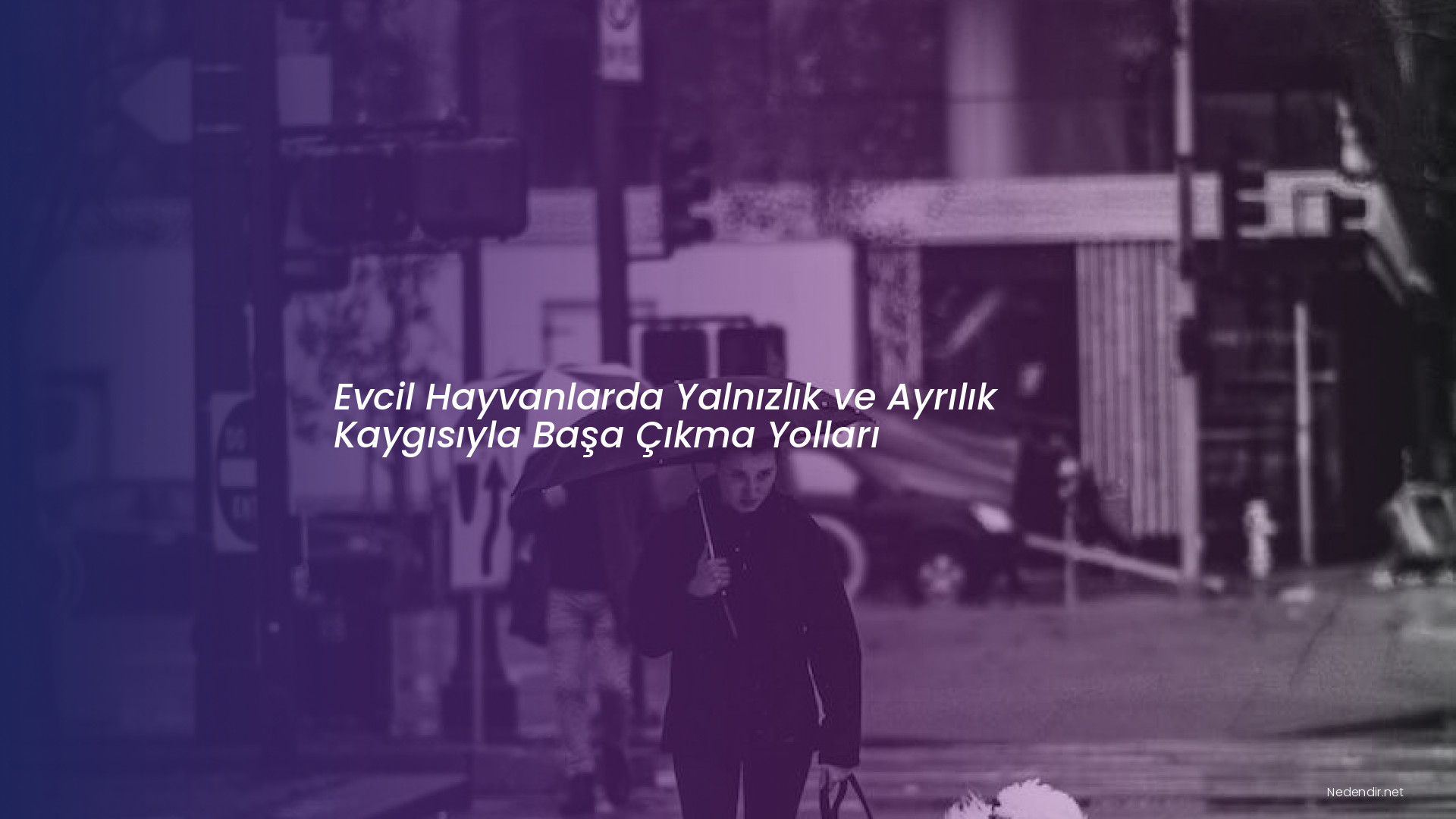 Evcil Hayvanlarda Yalnızlık ve Ayrılık Kaygısıyla Başa Çıkma Yolları