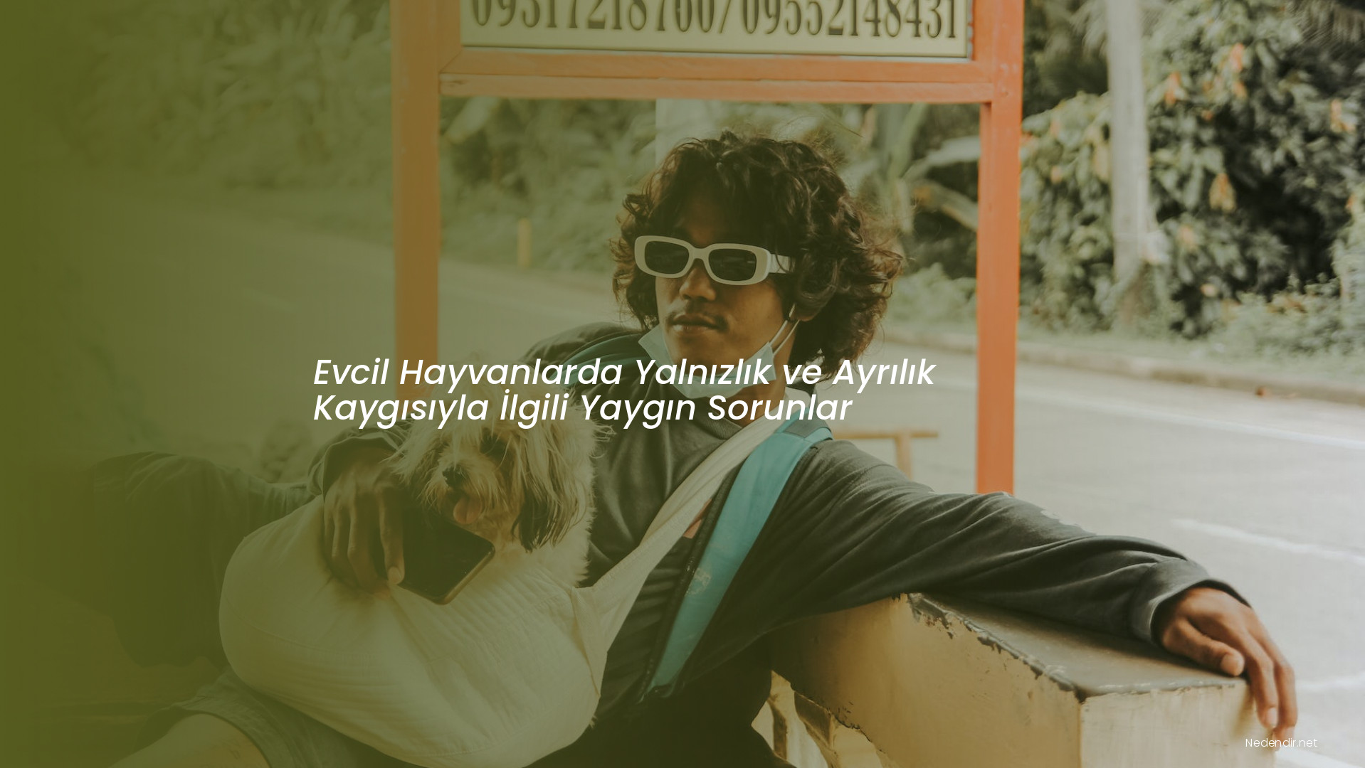 Evcil Hayvanlarda Yalnızlık ve Ayrılık Kaygısıyla İlgili Yaygın Sorunlar