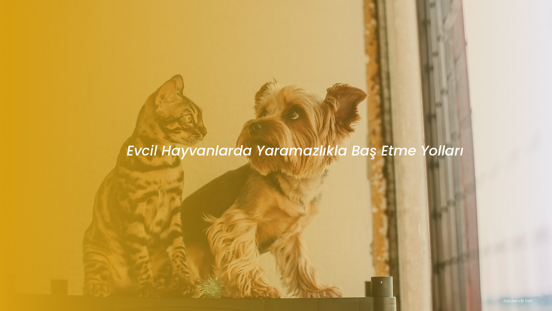 Evcil Hayvanlarda Yaramazlıkla Baş Etme Yolları Evcil Hayvanlarda Yaramazlıkla Baş Etme Yolları