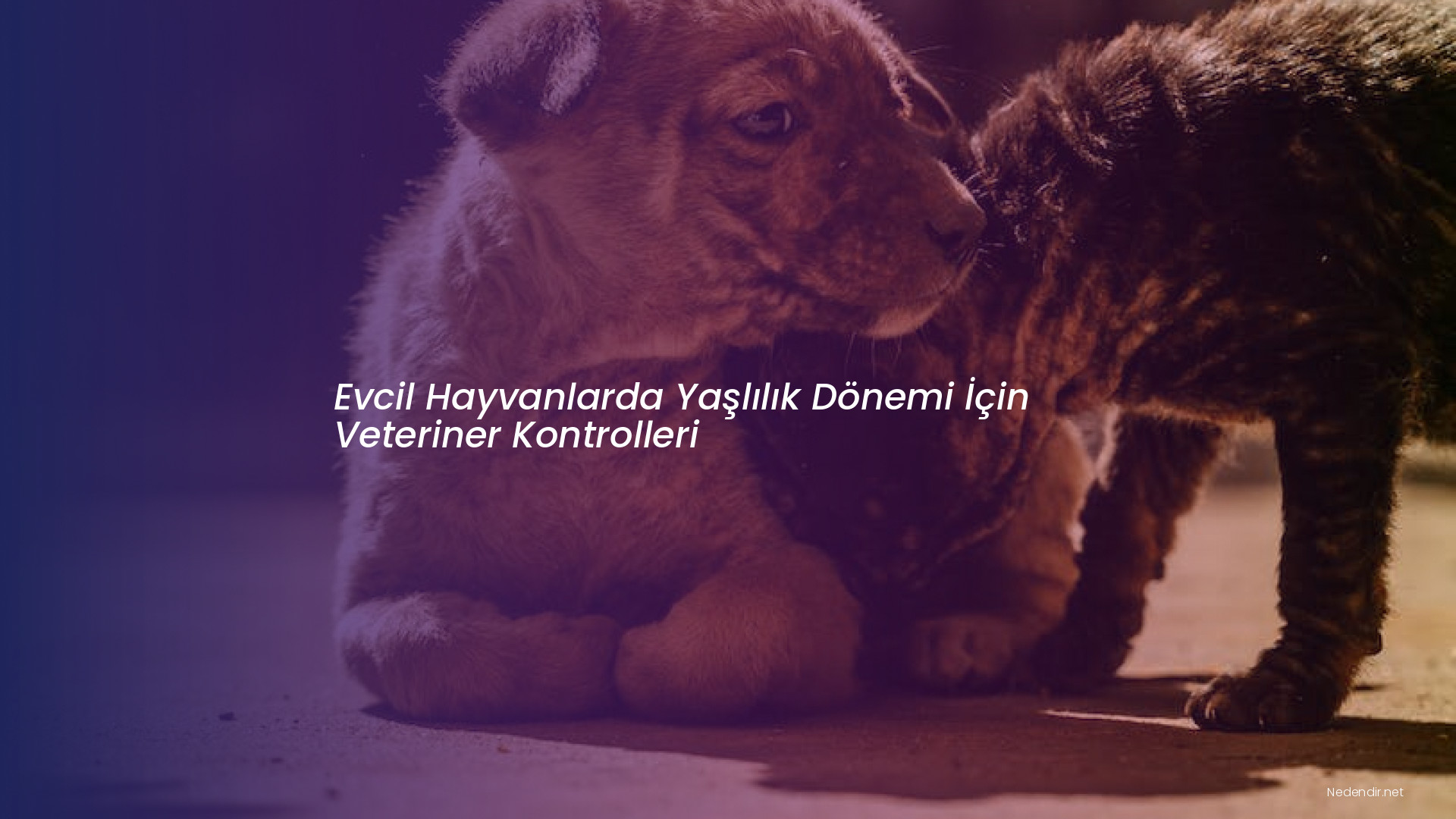 Evcil Hayvanlarda Yaşlılık Dönemi İçin Veteriner Kontrolleri
