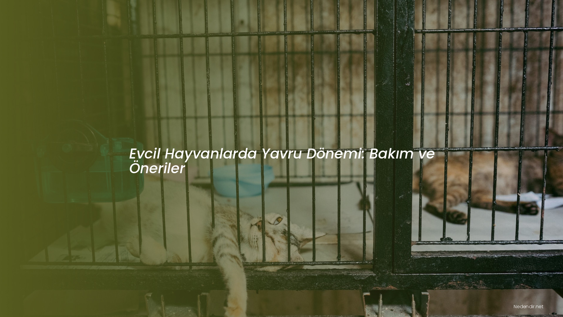Evcil Hayvanlarda Yavru Dönemi: Bakım ve Öneriler