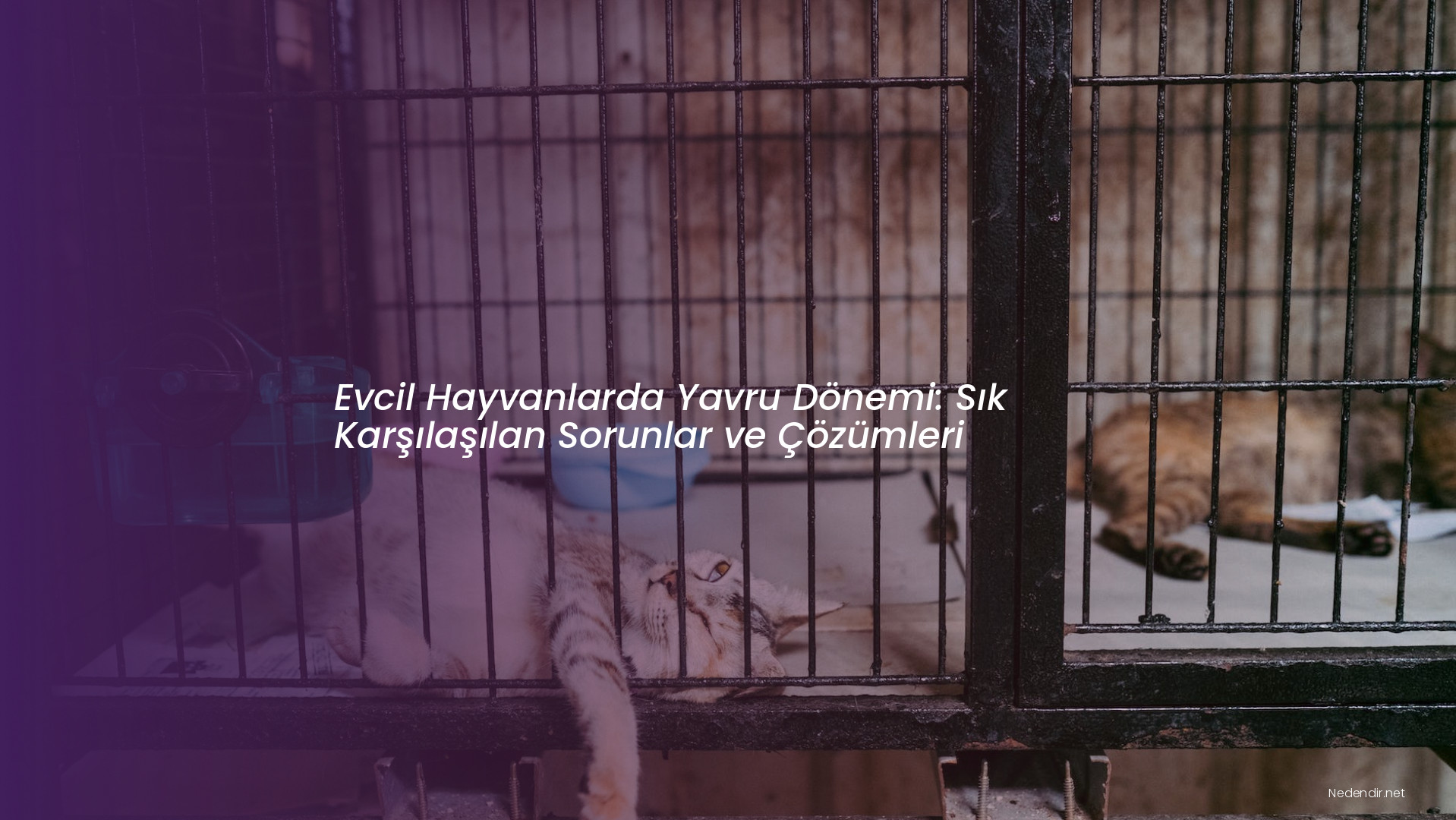 Evcil Hayvanlarda Yavru Dönemi: Sık Karşılaşılan Sorunlar ve Çözümleri