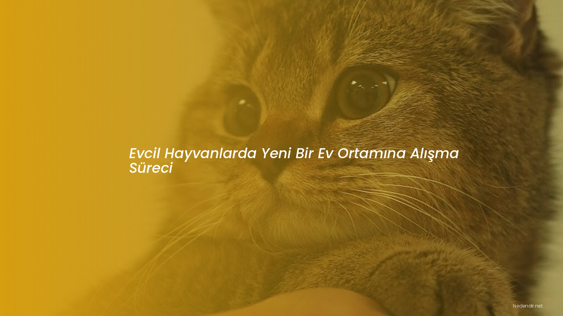 Evcil Hayvanlarda Yeni Bir Ev Ortamına Alışma Süreci Evcil Hayvanlarda Yeni Bir Ev Ortamına Alışma Süreci