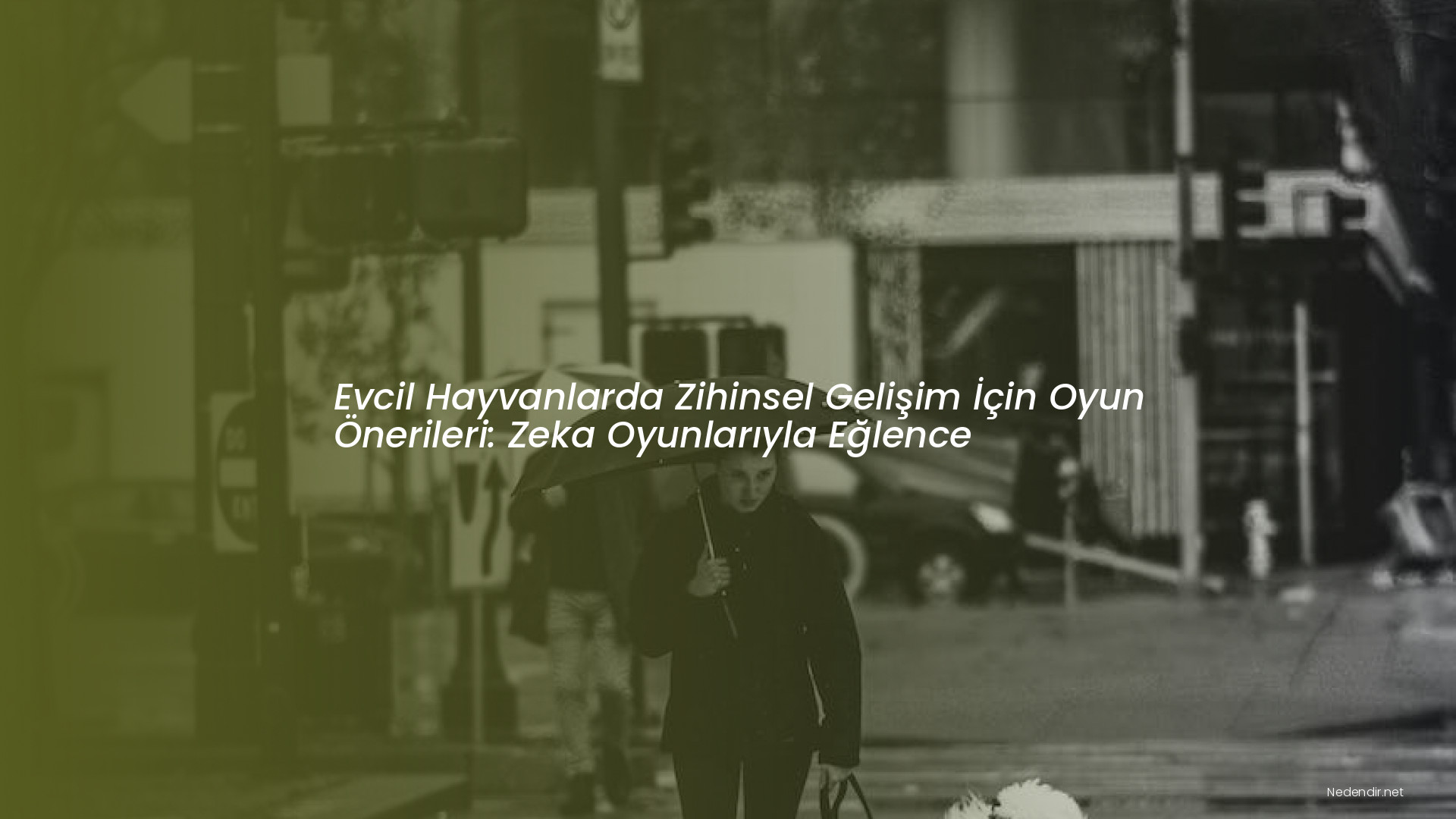 Evcil Hayvanlarda Zihinsel Gelişim İçin Oyun Önerileri: Zeka Oyunlarıyla Eğlence