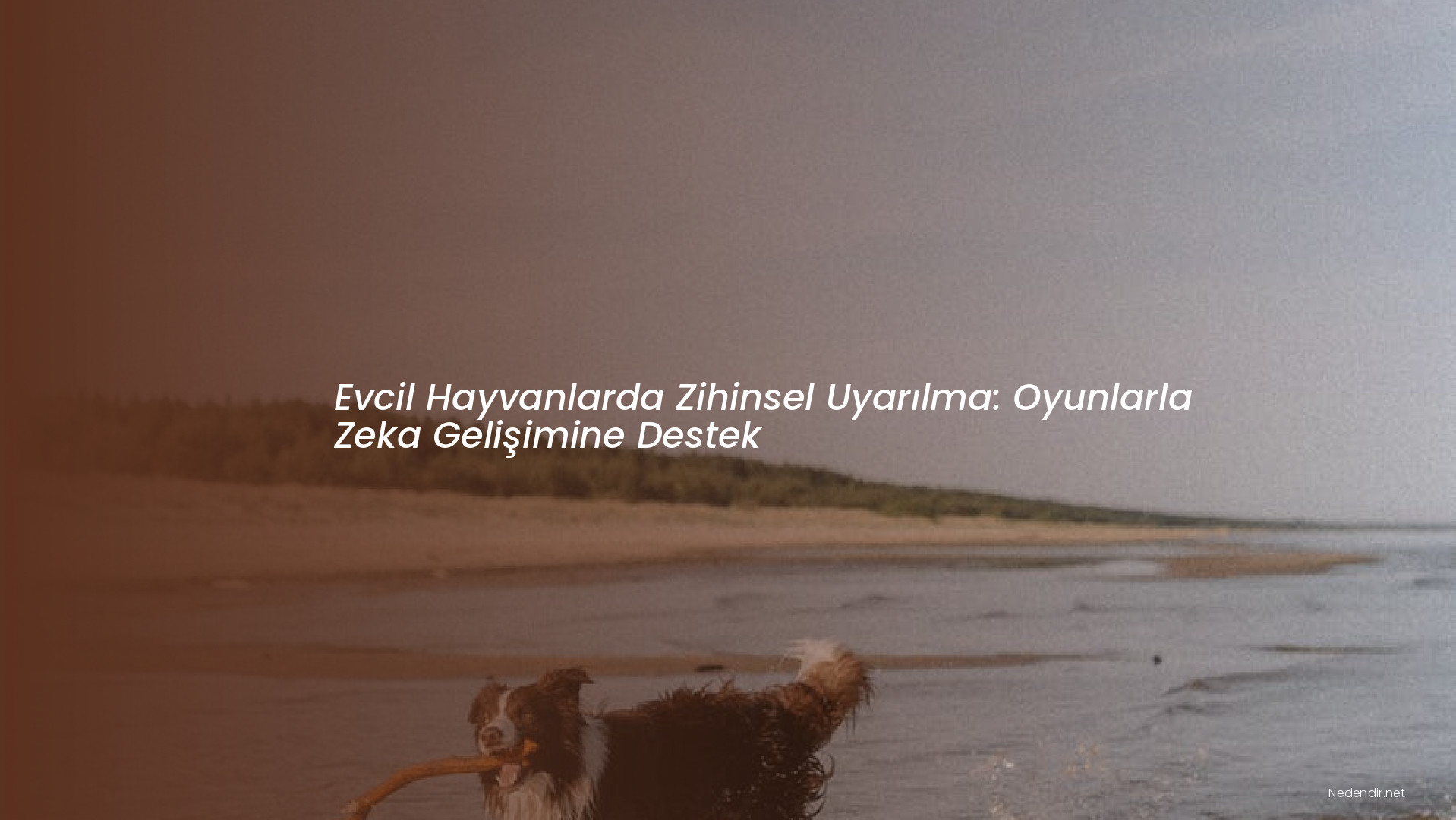 Evcil Hayvanlarda Zihinsel Uyarılma: Oyunlarla Zeka Gelişimine Destek