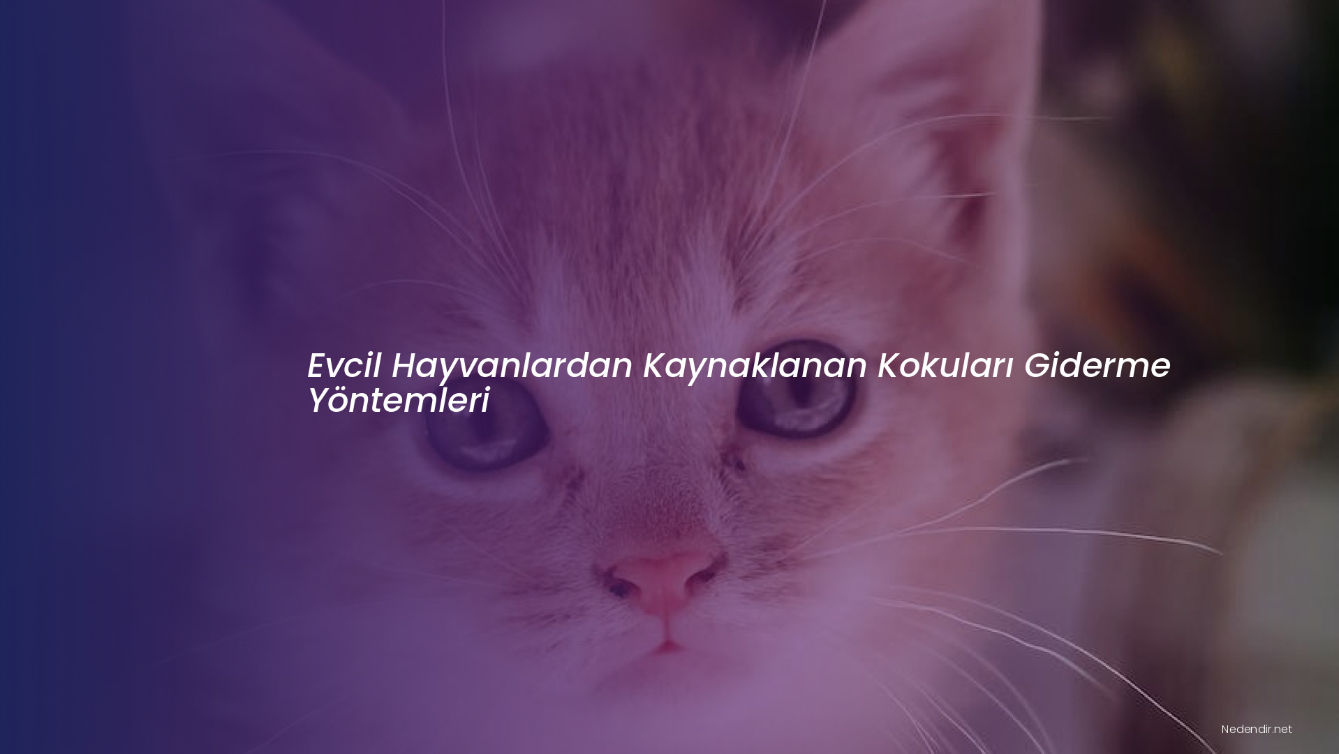 Evcil Hayvanlardan Kaynaklanan Kokuları Giderme Yöntemleri