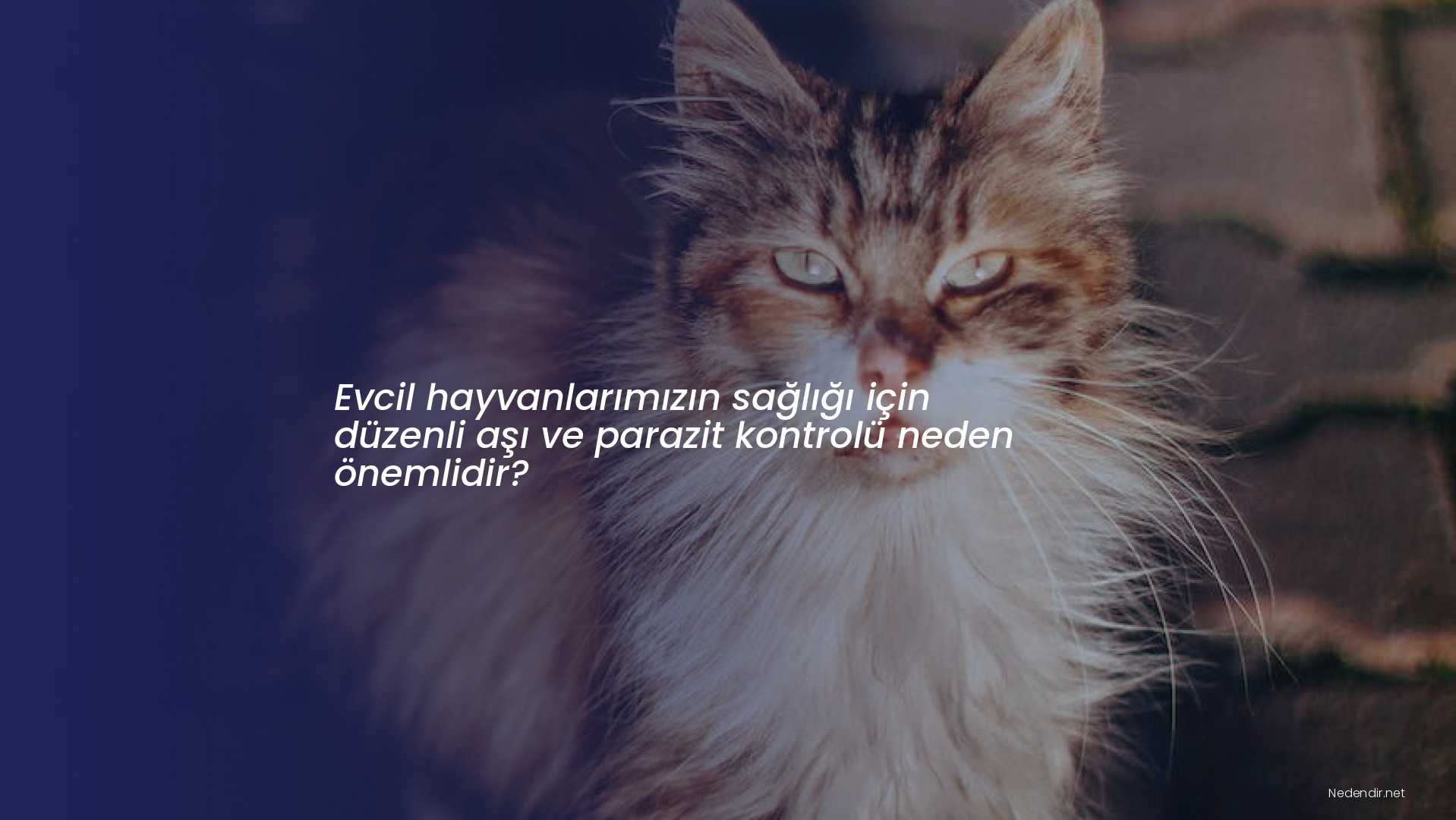 Evcil hayvanlarımızın sağlığı için düzenli aşı ve parazit kontrolü neden önemlidir?