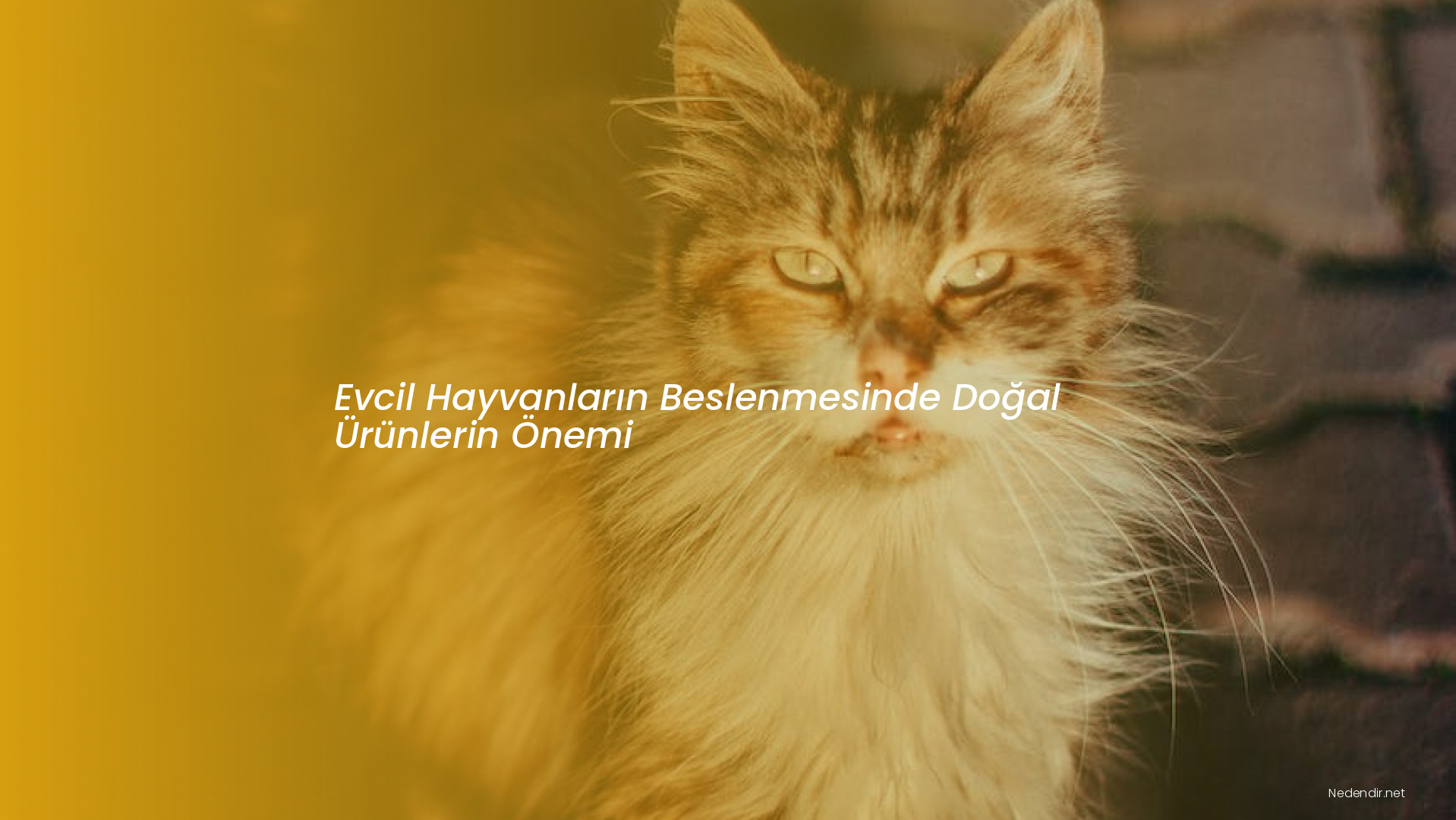 Evcil Hayvanların Beslenmesinde Doğal Ürünlerin Önemi