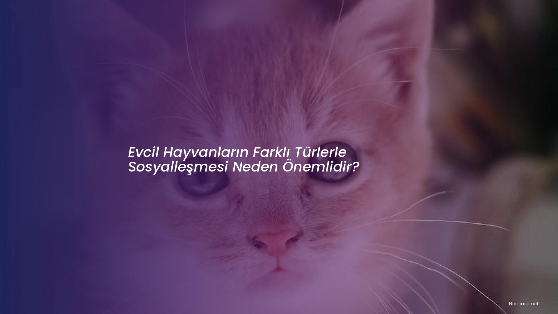 Evcil Hayvanların Farklı Türlerle Sosyalleşmesi Neden Önemlidir?
