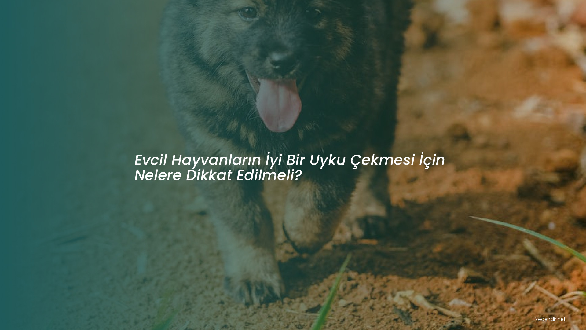 Evcil Hayvanların İyi Bir Uyku Çekmesi İçin Nelere Dikkat Edilmeli?