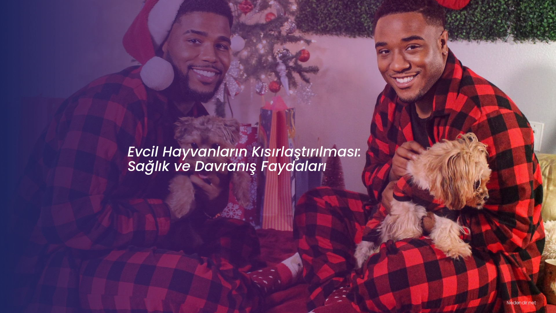 Evcil Hayvanların Kısırlaştırılması: Sağlık ve Davranış Faydaları