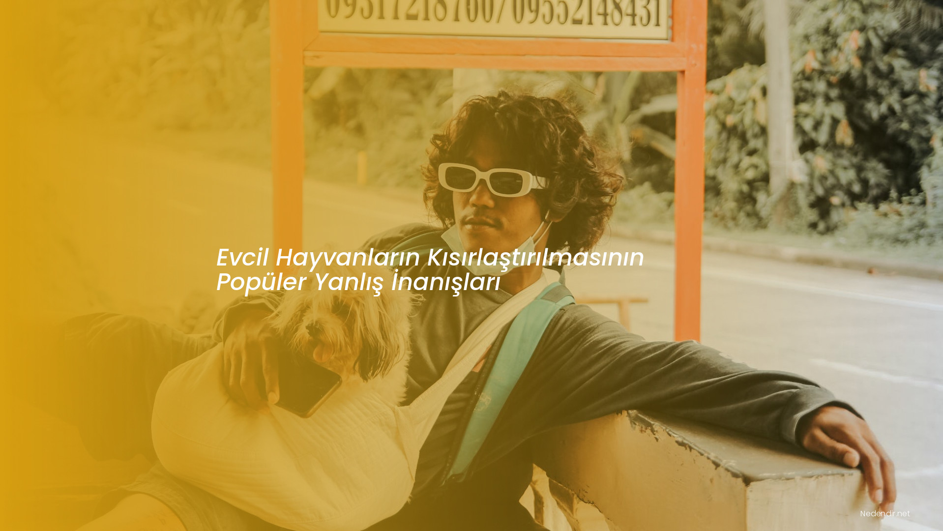 Evcil Hayvanların Kısırlaştırılmasının Popüler Yanlış İnanışları
