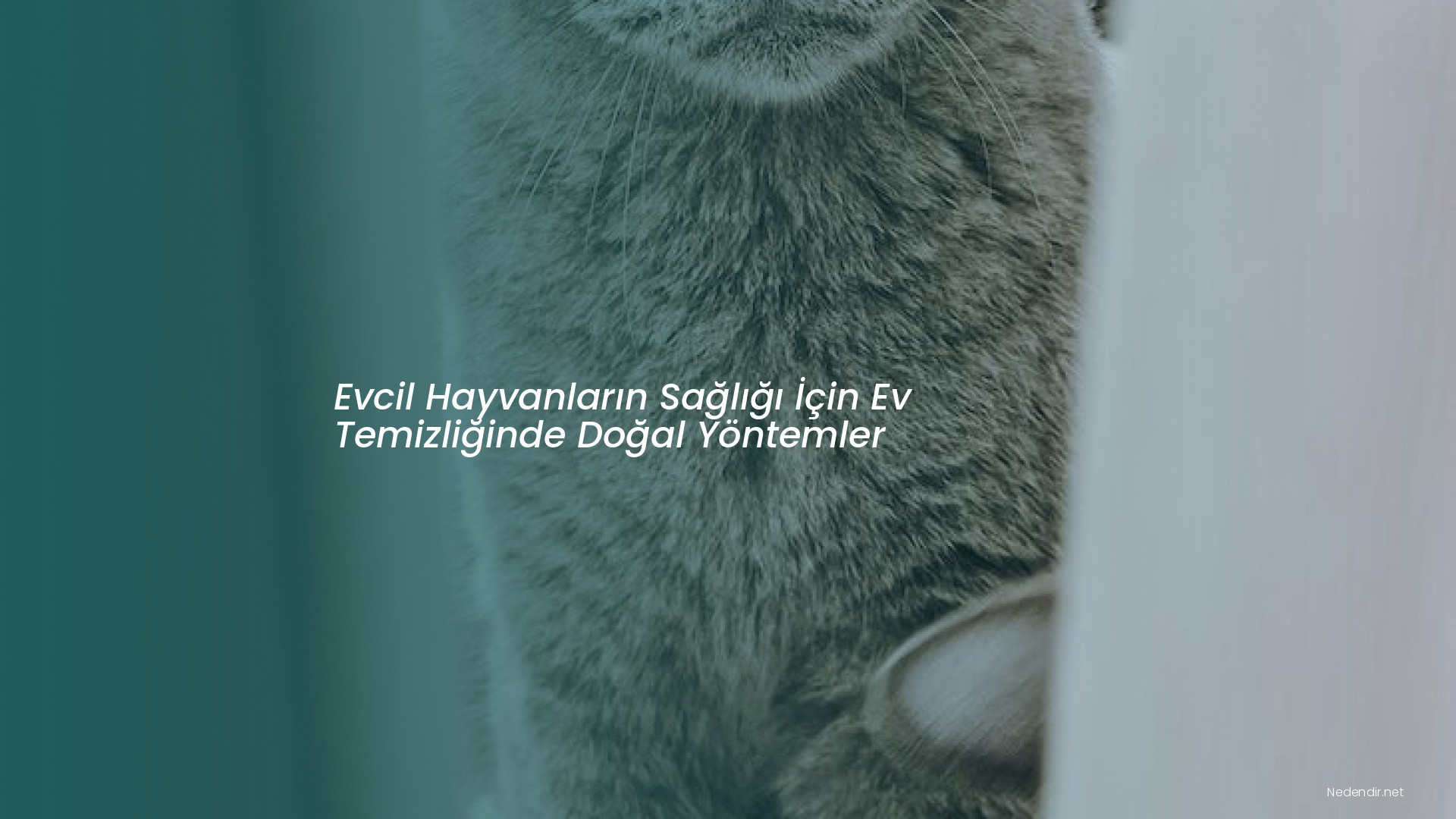 Evcil Hayvanların Sağlığı İçin Ev Temizliğinde Doğal Yöntemler