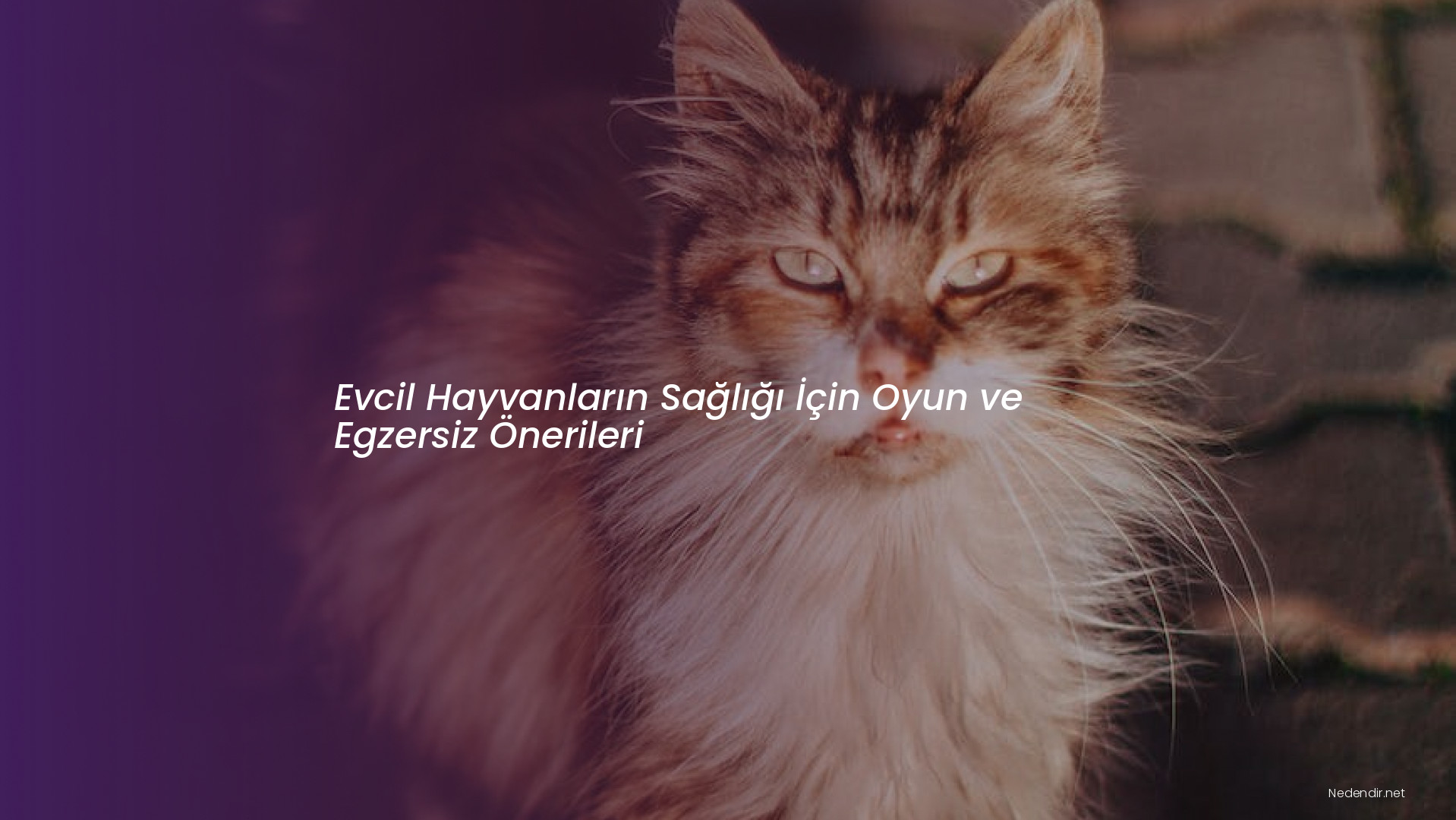 Evcil Hayvanların Sağlığı İçin Oyun ve Egzersiz Önerileri