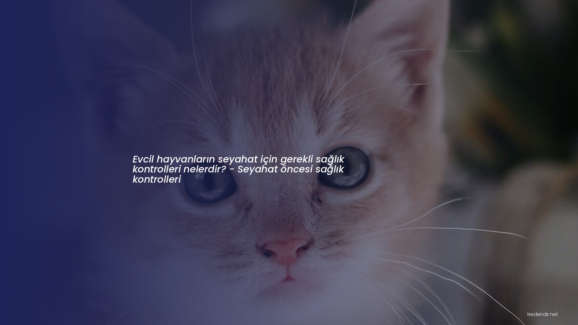 Evcil hayvanların seyahat için gerekli sağlık kontrolleri nelerdir? - Seyahat öncesi sağlık kontrolleri