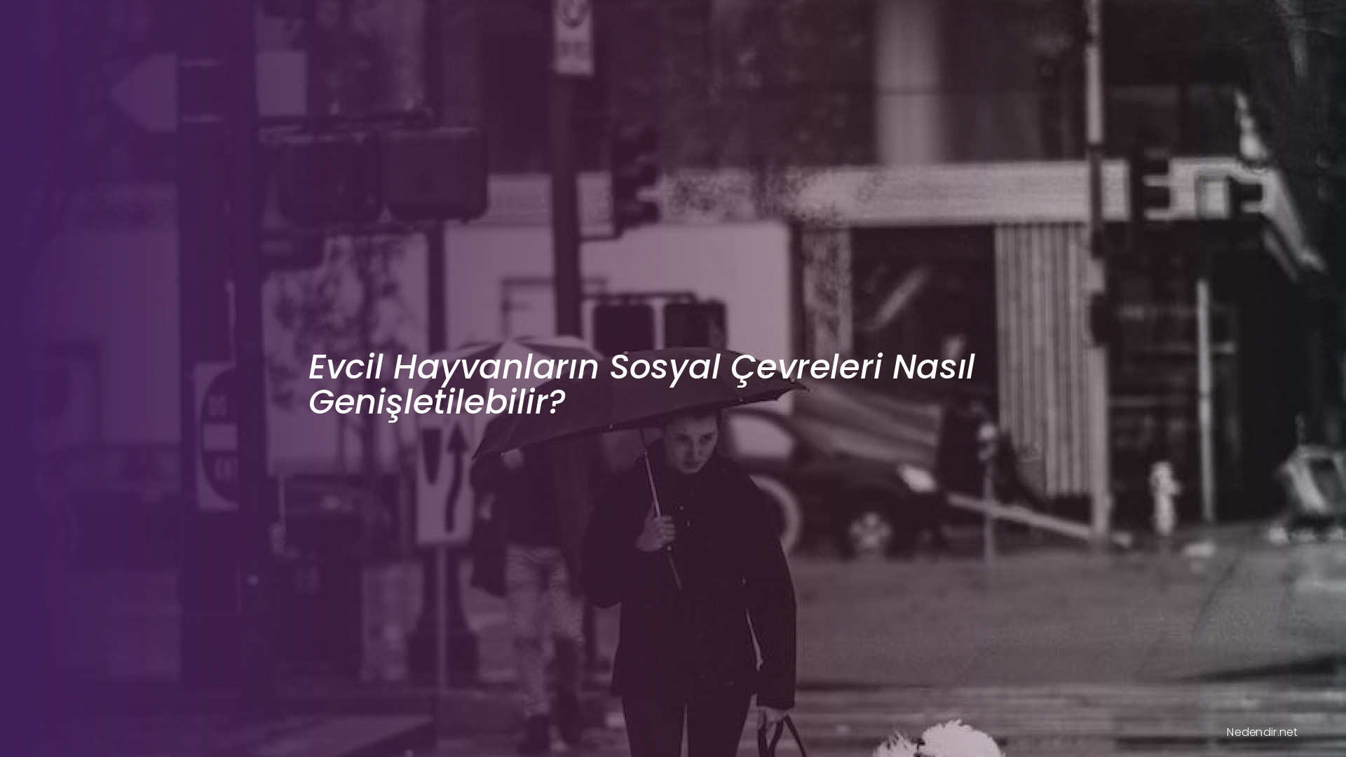 Evcil Hayvanların Sosyal Çevreleri Nasıl Genişletilebilir?