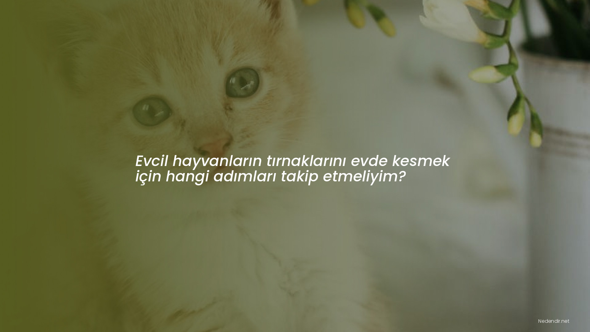 Evcil hayvanların tırnaklarını evde kesmek için hangi adımları takip etmeliyim?