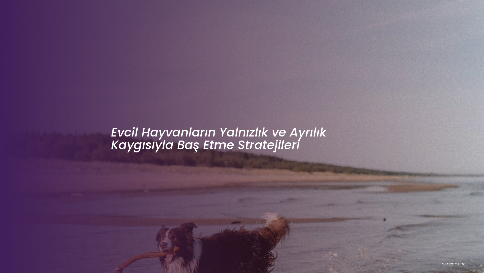 Evcil Hayvanların Yalnızlık ve Ayrılık Kaygısıyla Baş Etme Stratejileri