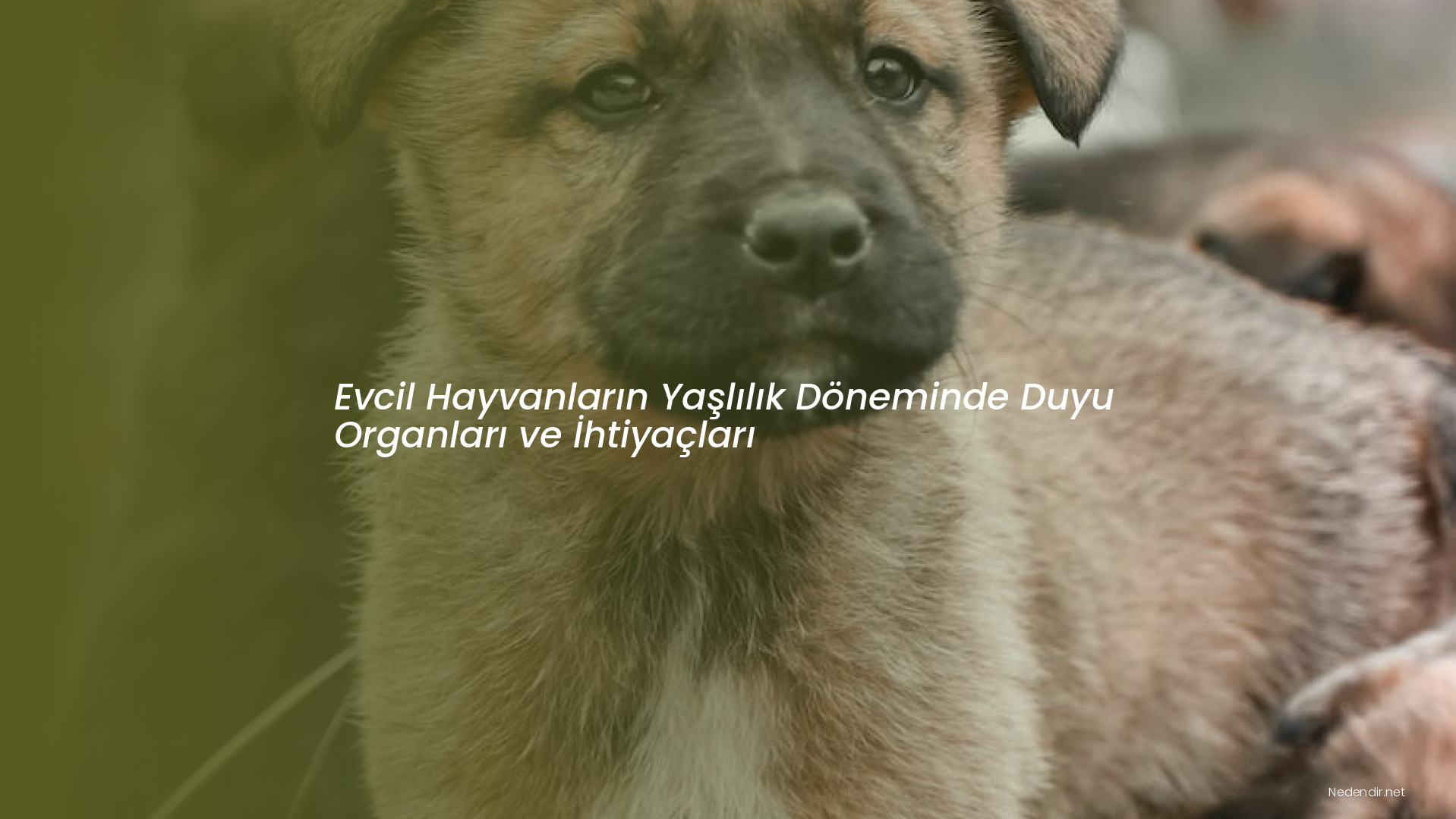 Evcil Hayvanların Yaşlılık Döneminde Duyu Organları ve İhtiyaçları