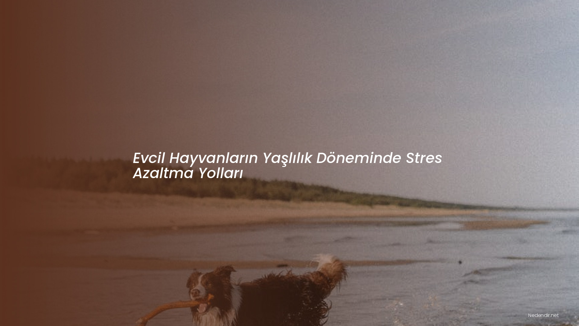 Evcil Hayvanların Yaşlılık Döneminde Stres Azaltma Yolları