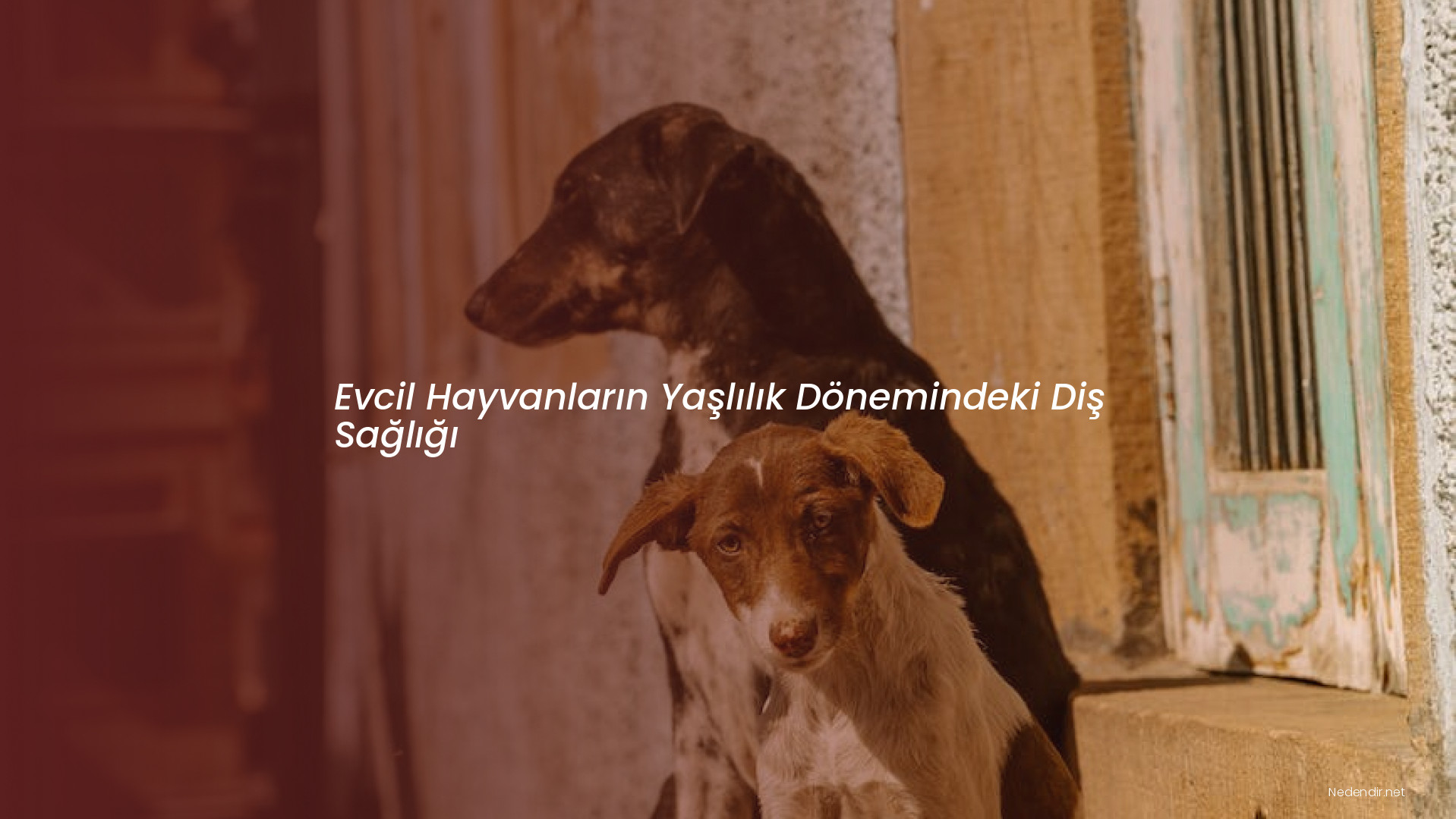 Evcil Hayvanların Yaşlılık Dönemindeki Diş Sağlığı