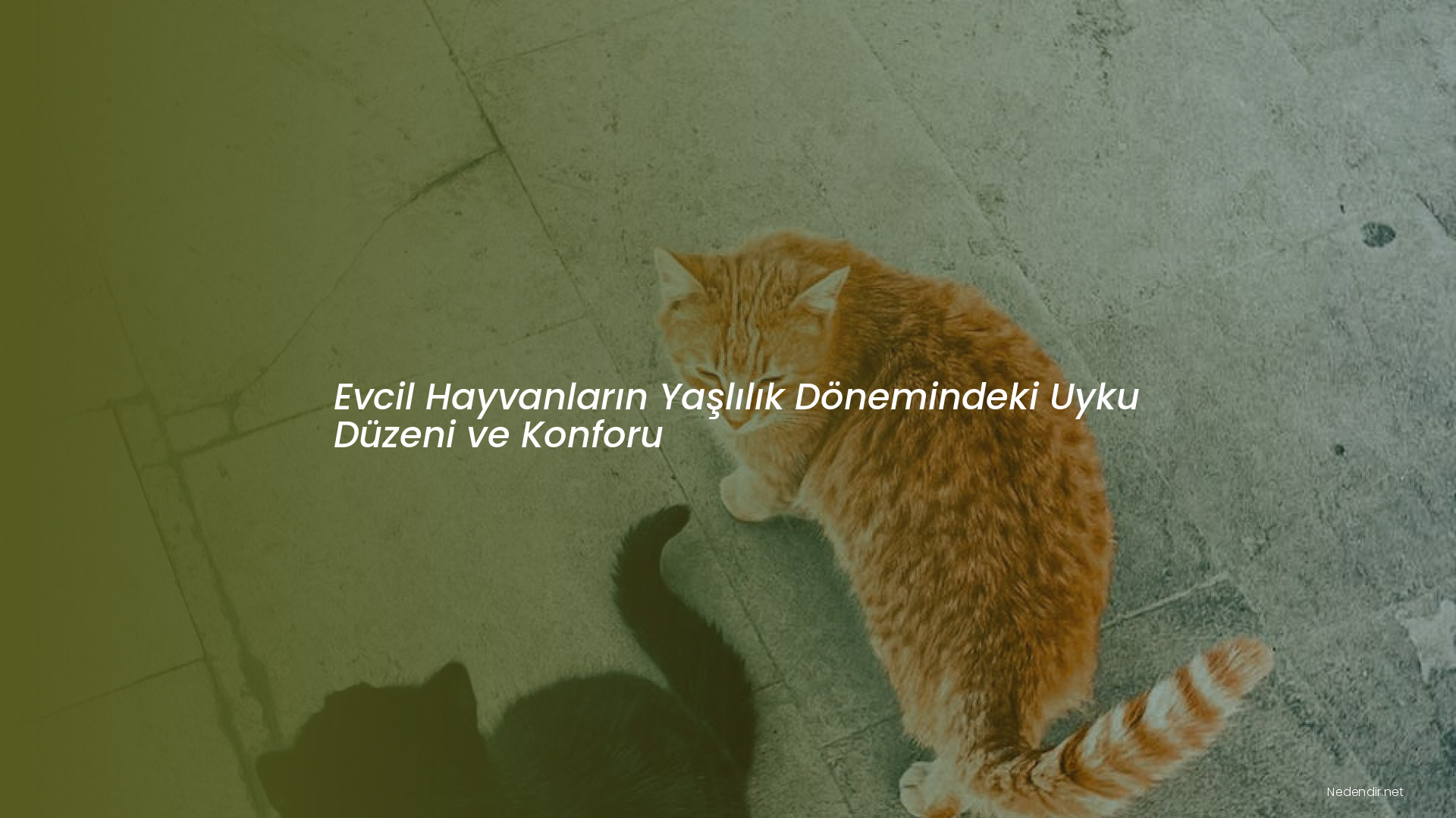 Evcil Hayvanların Yaşlılık Dönemindeki Uyku Düzeni ve Konforu