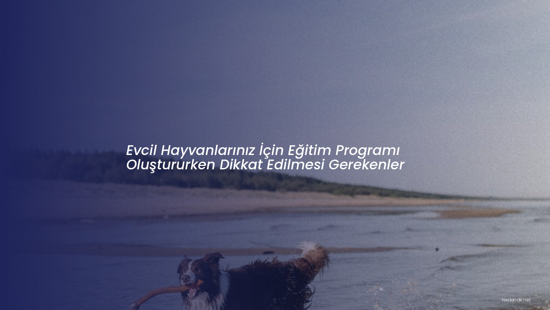 Evcil Hayvanlarınız İçin Eğitim Programı Oluştururken Dikkat Edilmesi Gerekenler