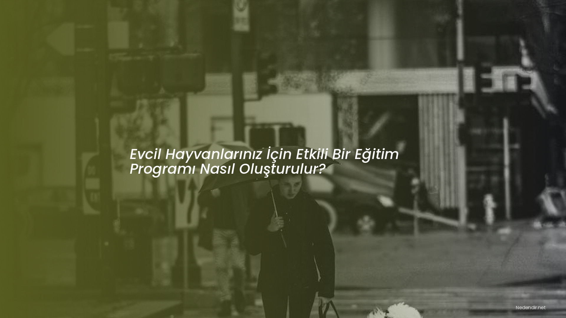 Evcil Hayvanlarınız İçin Etkili Bir Eğitim Programı Nasıl Oluşturulur?