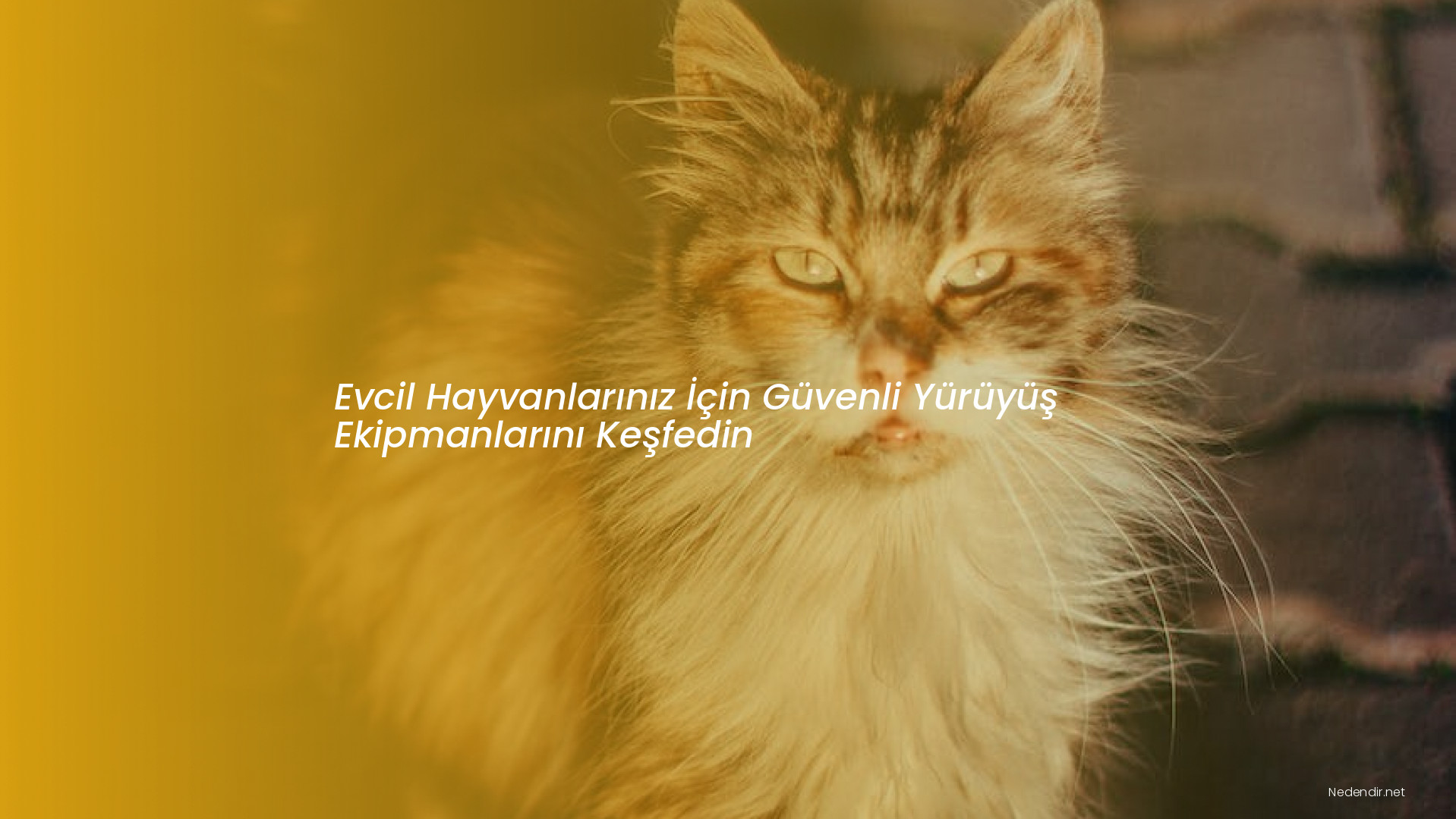 Evcil Hayvanlarınız İçin Güvenli Yürüyüş Ekipmanlarını Keşfedin