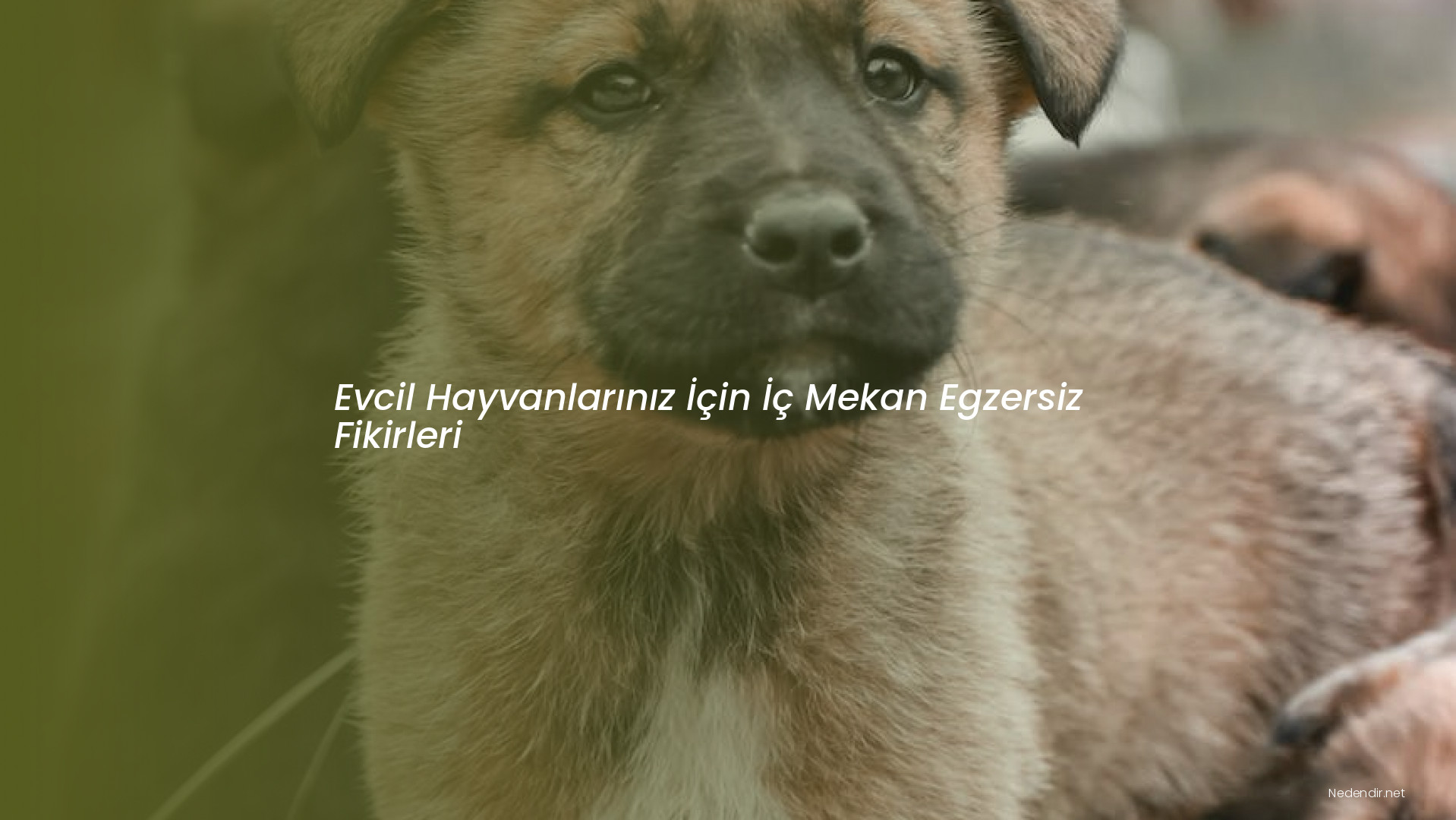 Evcil Hayvanlarınız İçin İç Mekan Egzersiz Fikirleri