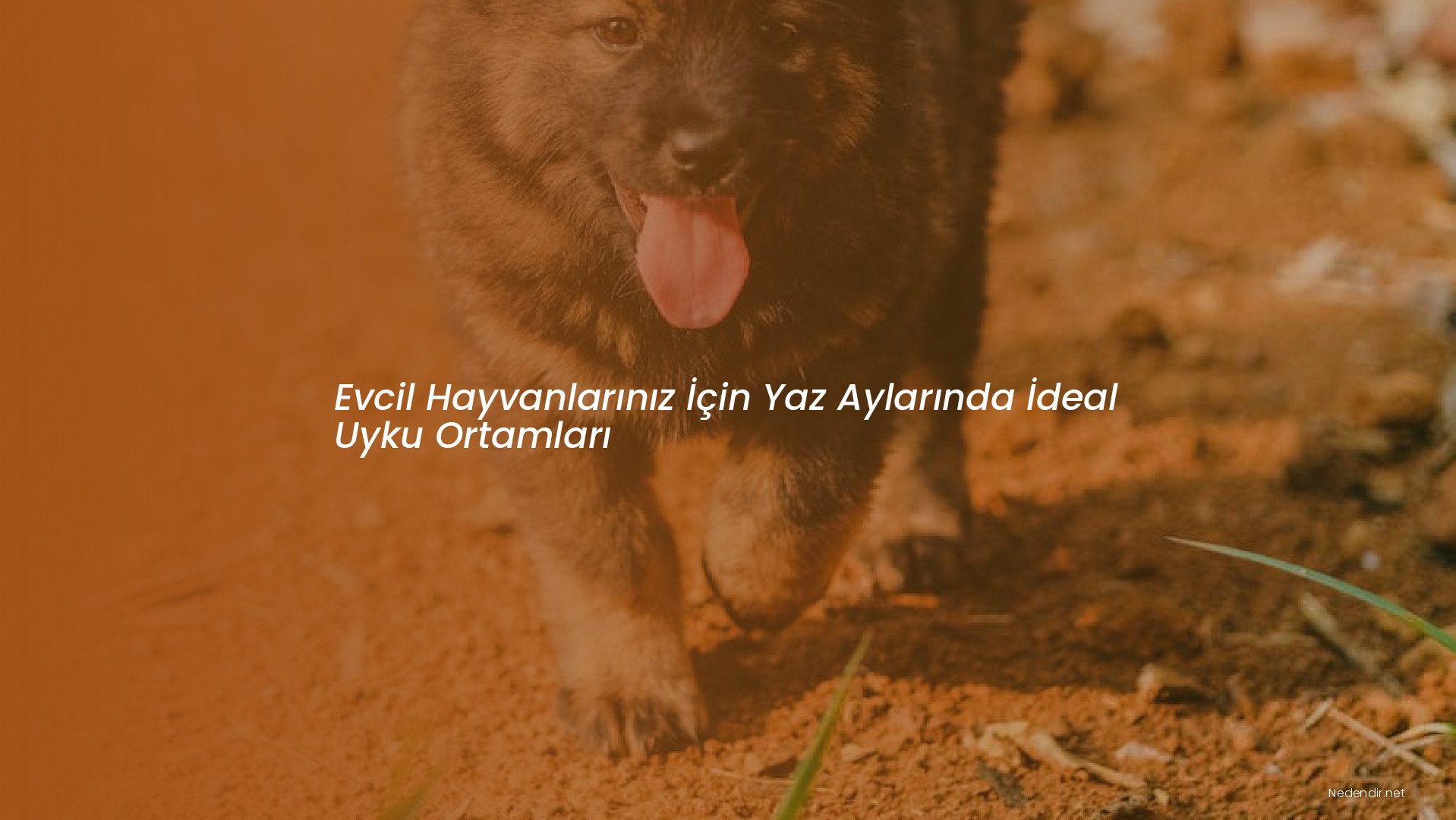 Evcil Hayvanlarınız İçin Yaz Aylarında İdeal Uyku Ortamları