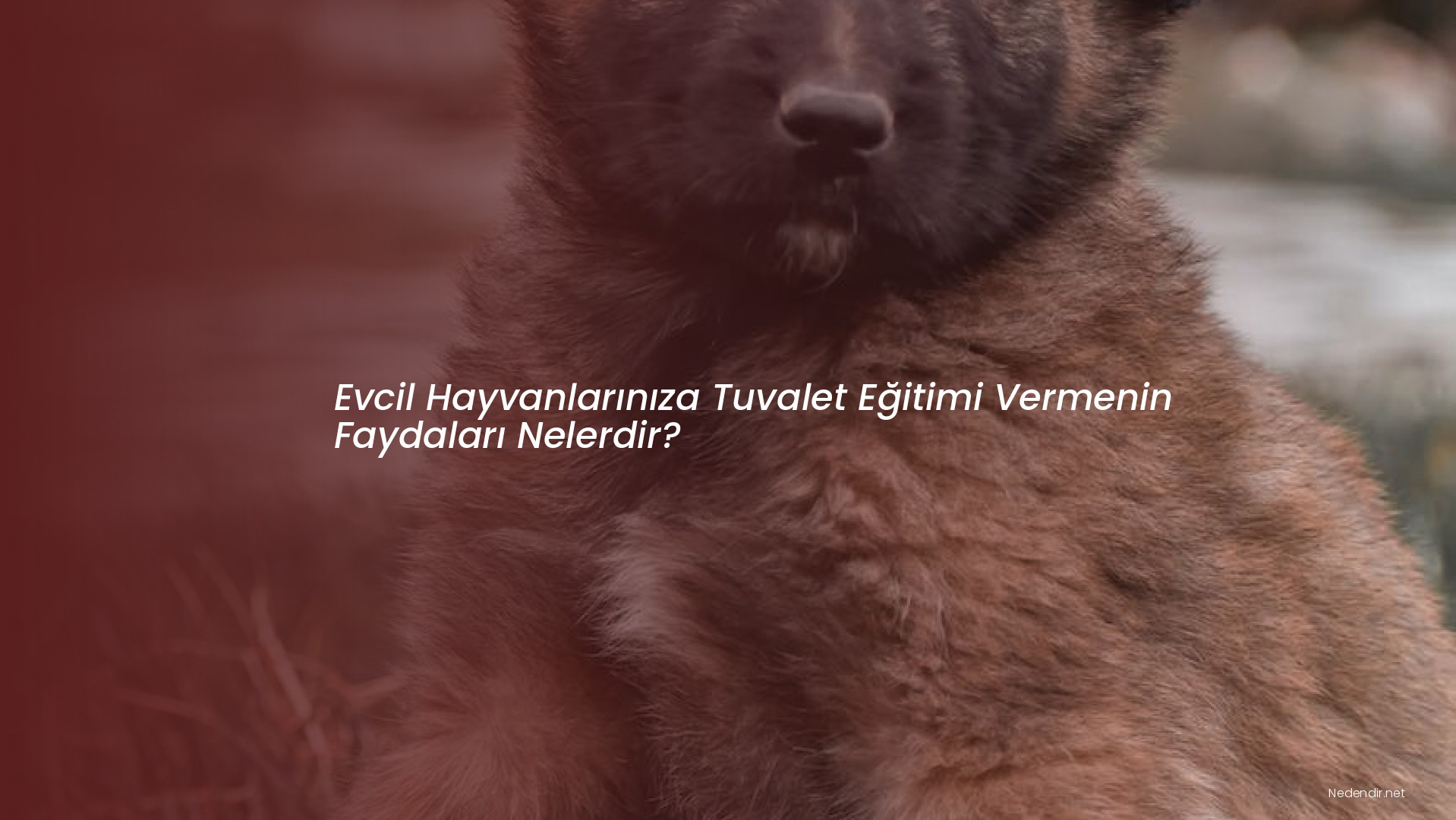 Evcil Hayvanlarınıza Tuvalet Eğitimi Vermenin Faydaları Nelerdir?