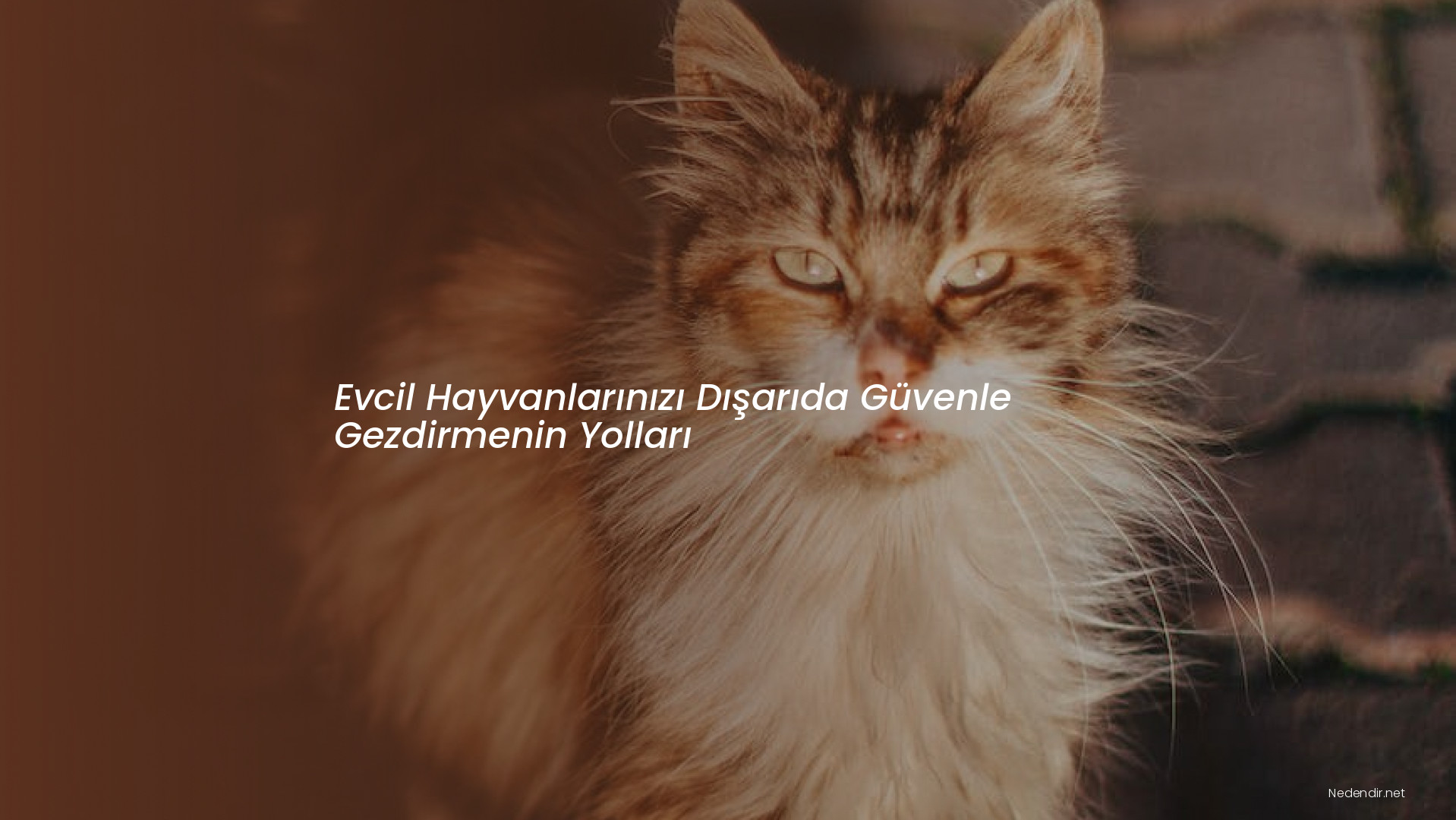 Evcil Hayvanlarınızı Dışarıda Güvenle Gezdirmenin Yolları