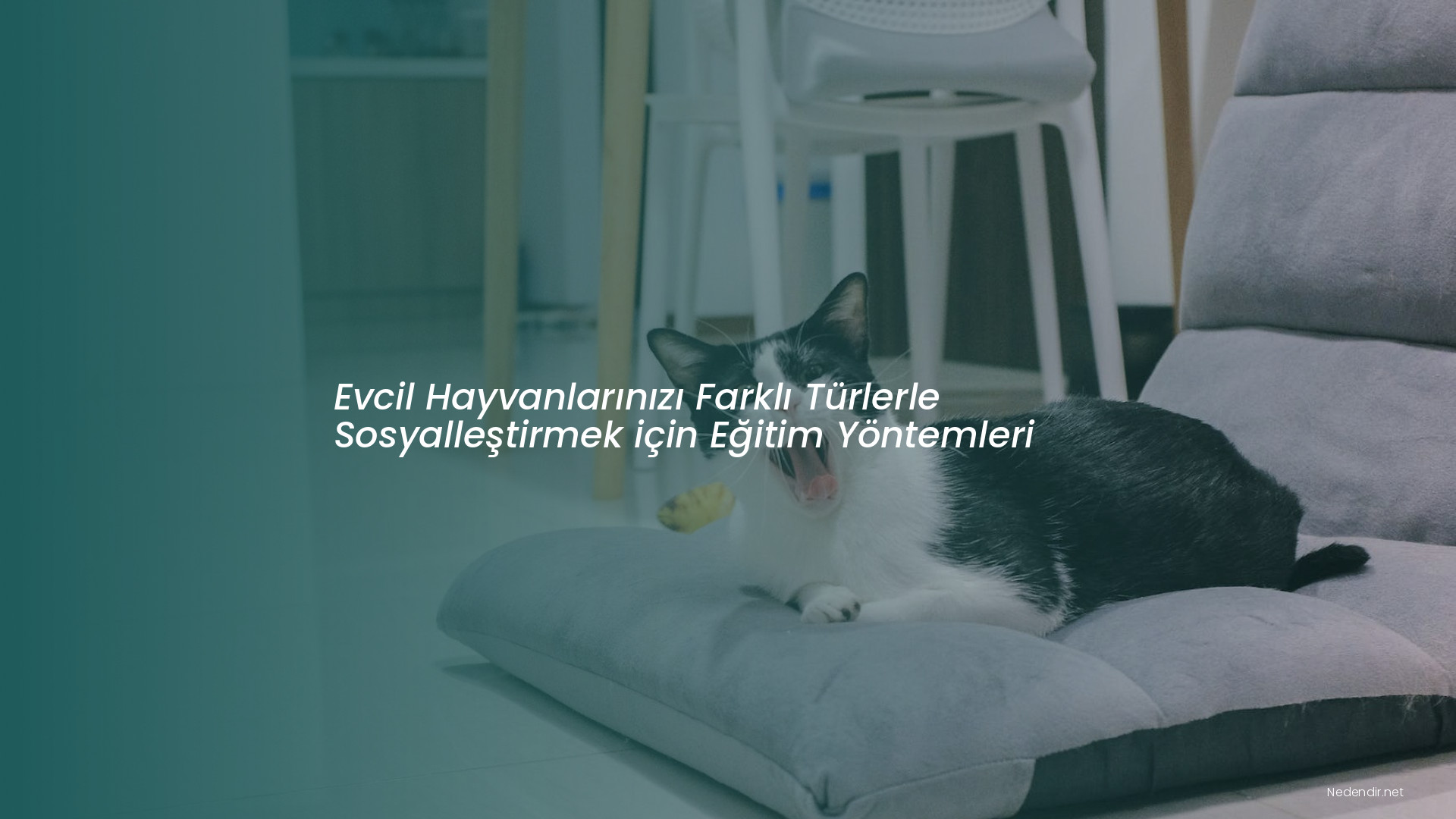 Evcil Hayvanlarınızı Farklı Türlerle Sosyalleştirmek için Eğitim Yöntemleri