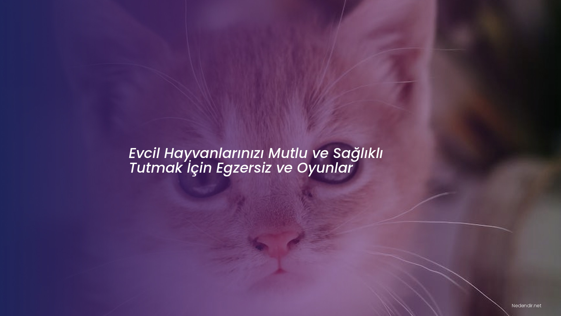Evcil Hayvanlarınızı Mutlu ve Sağlıklı Tutmak İçin Egzersiz ve Oyunlar