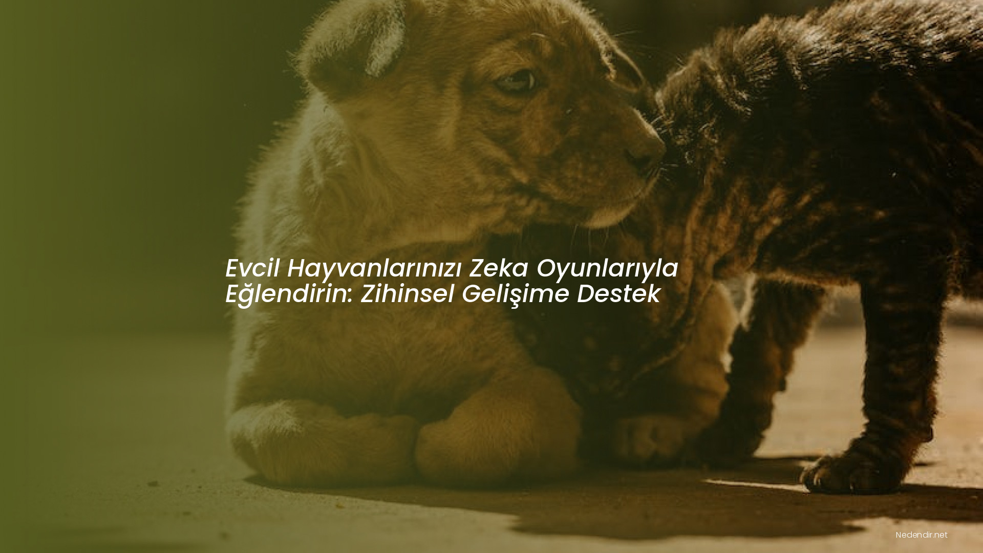 Evcil Hayvanlarınızı Zeka Oyunlarıyla Eğlendirin: Zihinsel Gelişime Destek