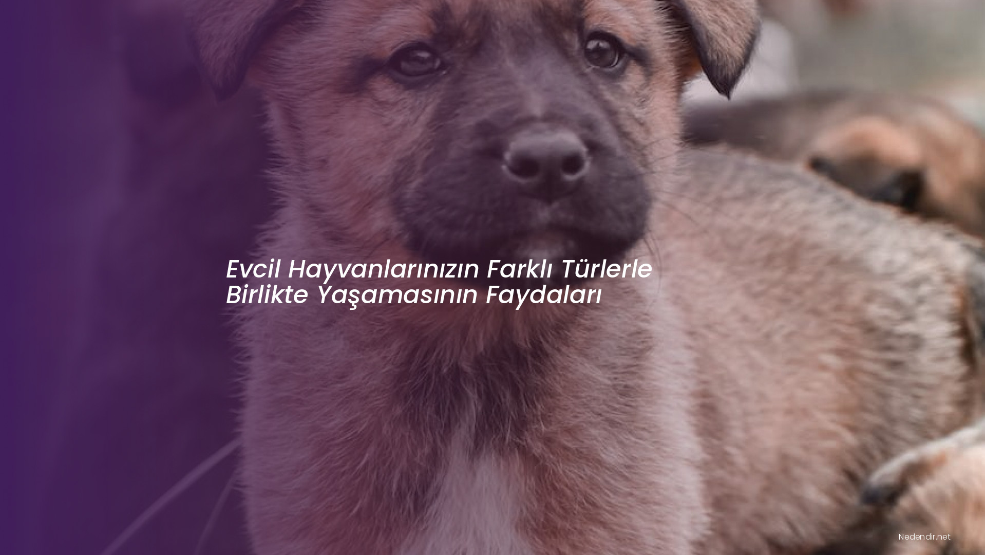 Evcil Hayvanlarınızın Farklı Türlerle Birlikte Yaşamasının Faydaları