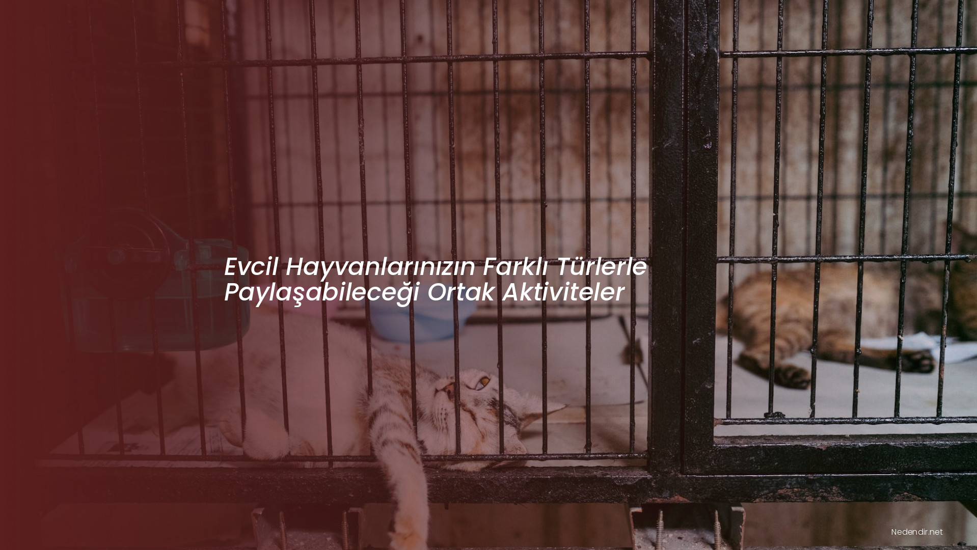 Evcil Hayvanlarınızın Farklı Türlerle Paylaşabileceği Ortak Aktiviteler