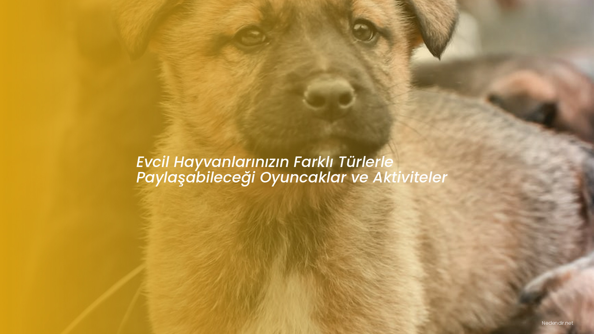 Evcil Hayvanlarınızın Farklı Türlerle Paylaşabileceği Oyuncaklar ve Aktiviteler